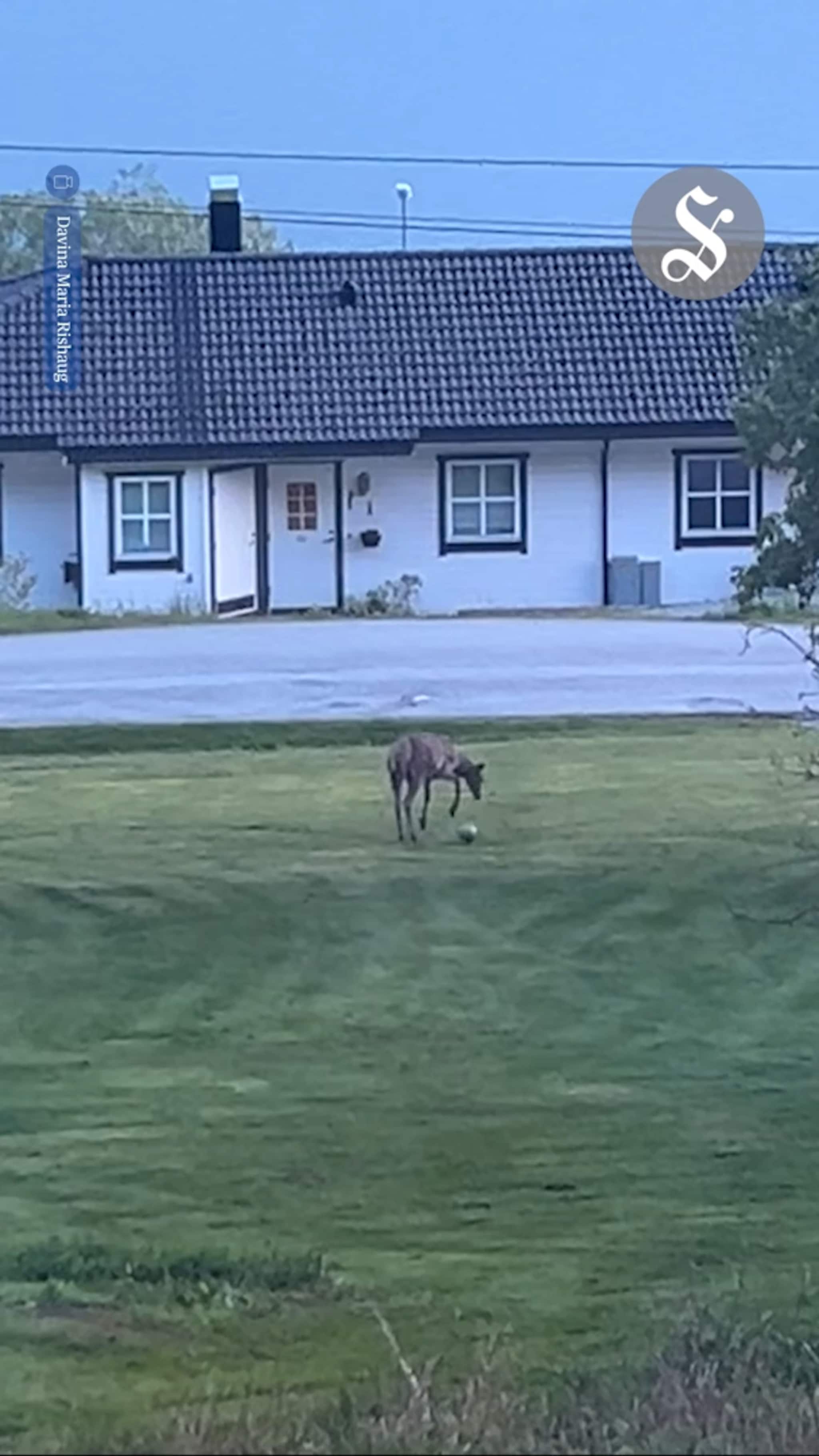 Se hjorten drible!