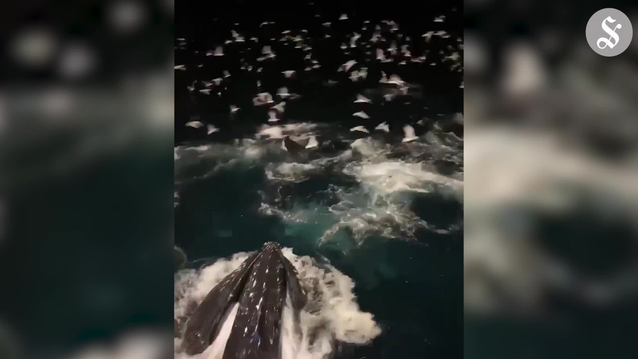 Hval ved fiskebåt