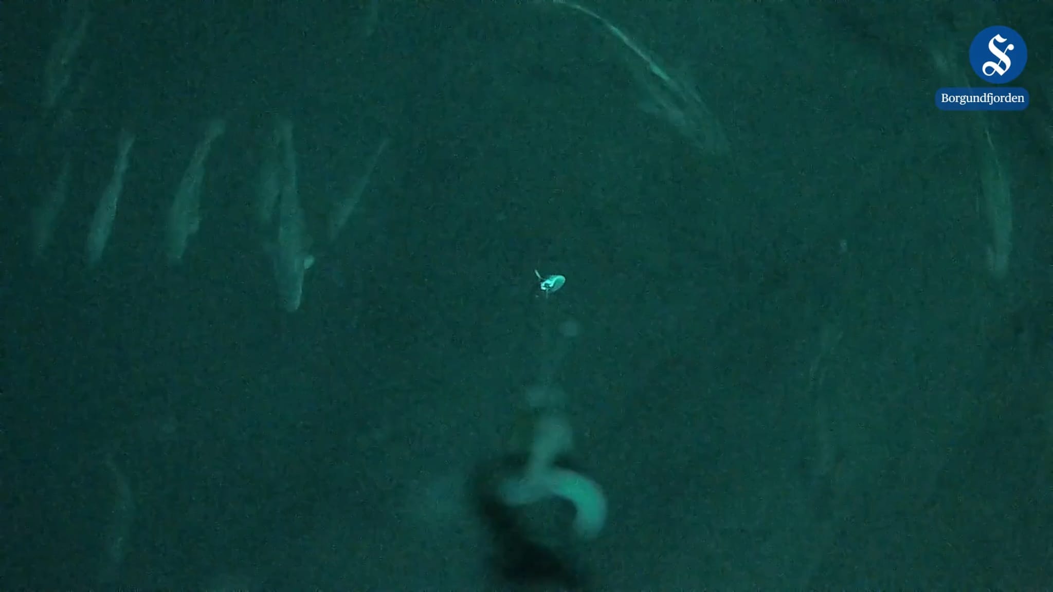 Fanger torsken på kamera!