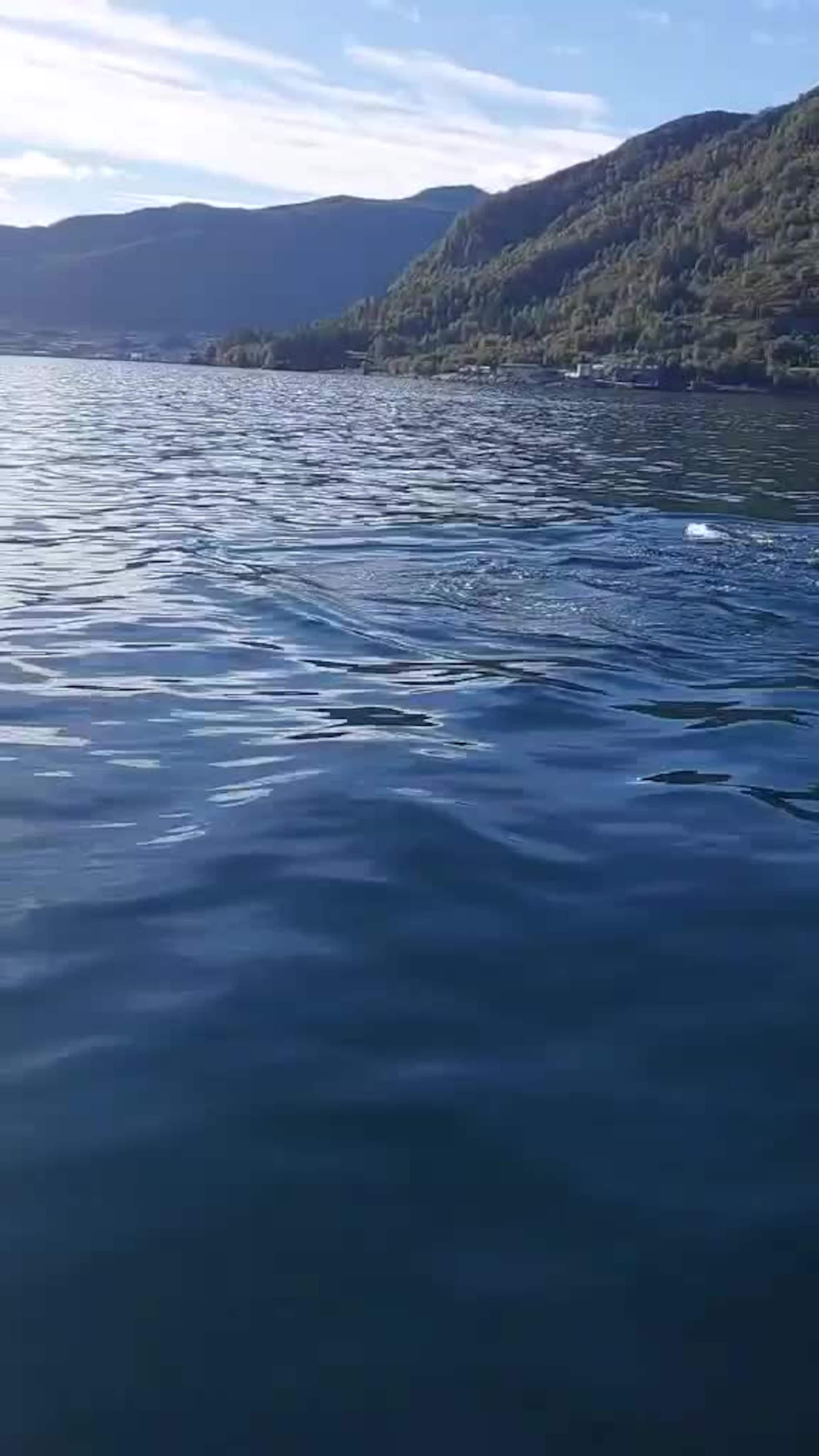 Hval i Hjørungavåg