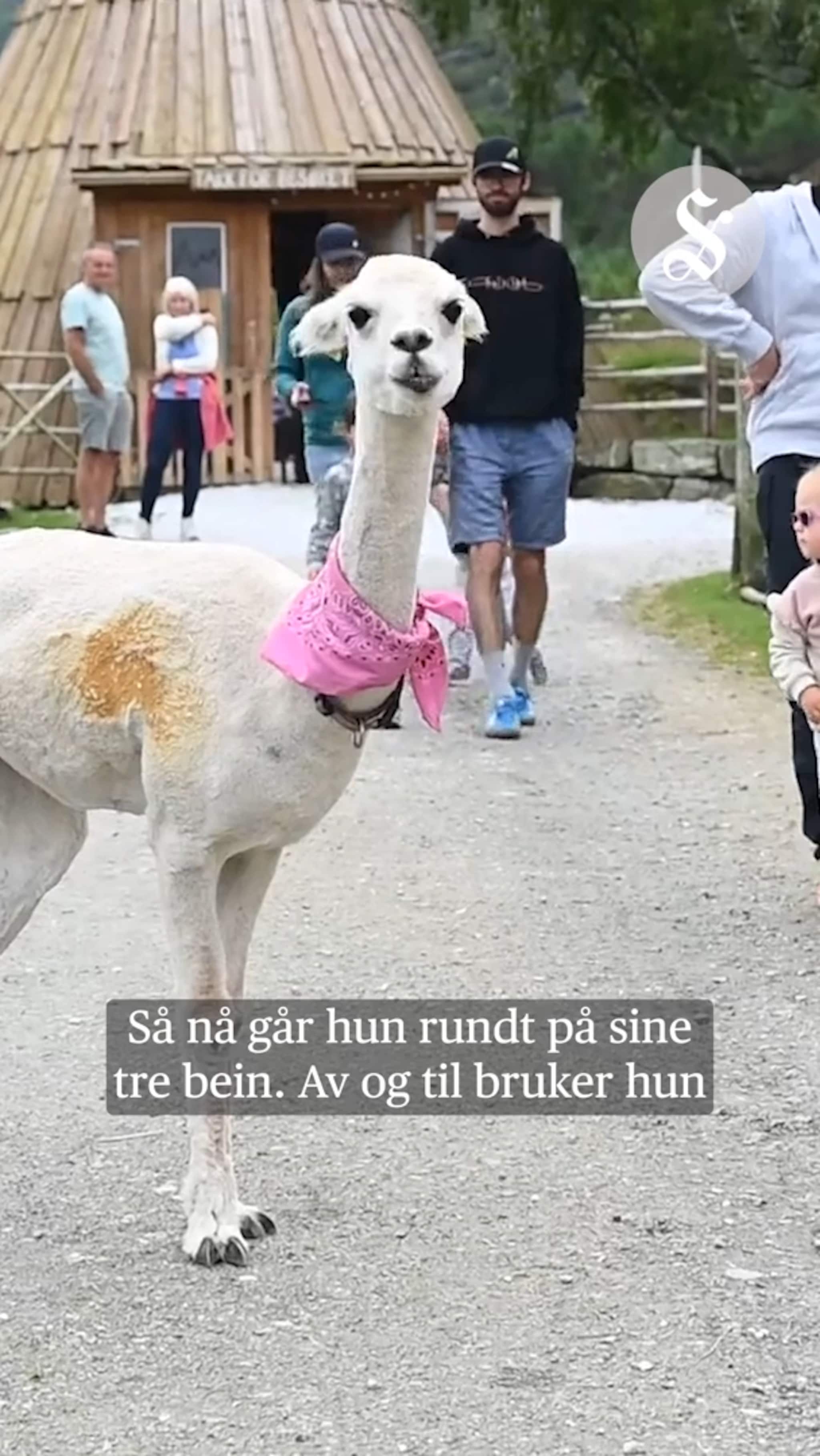Nikoline trives på tre bein