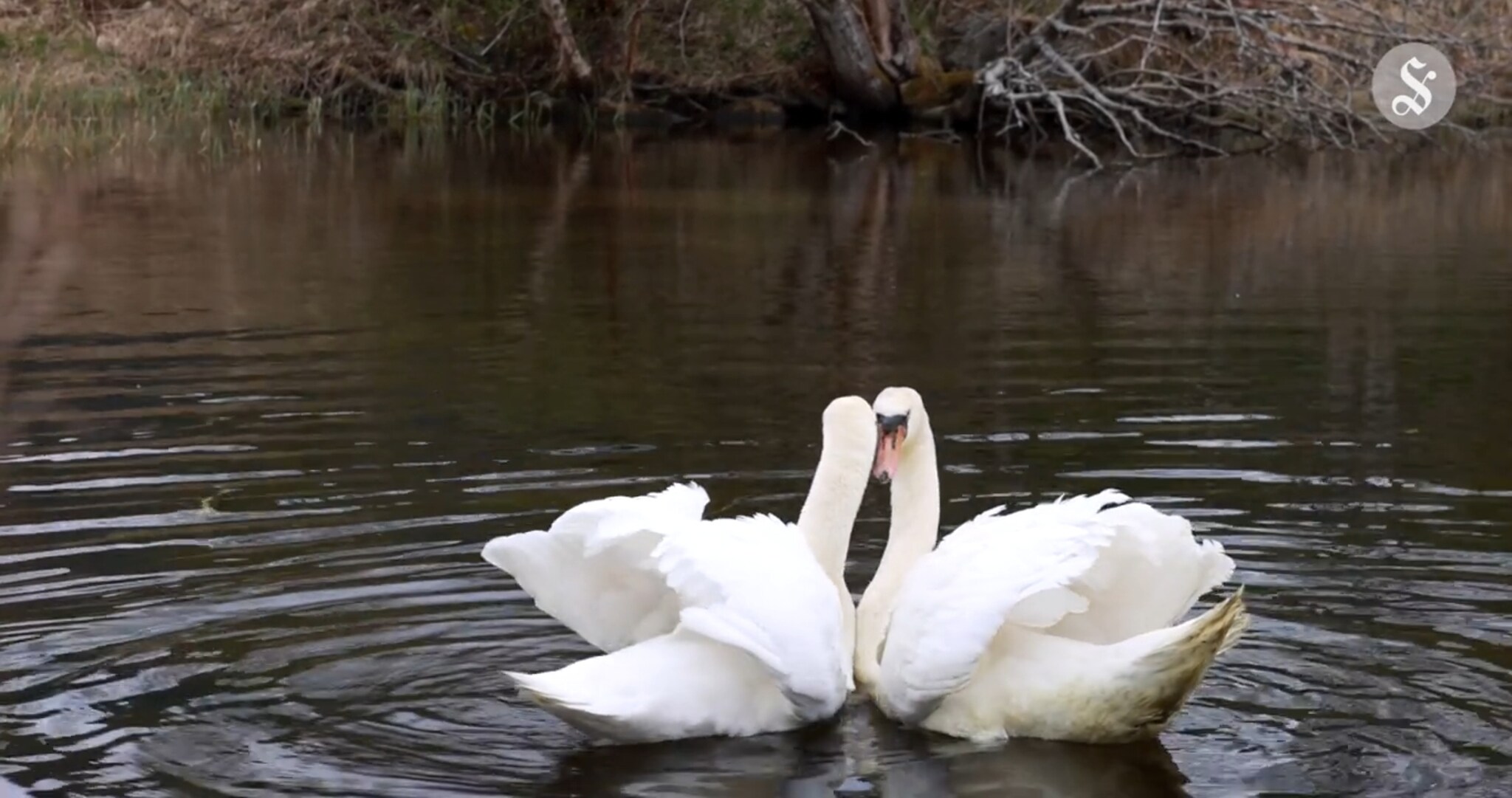 Sjuk svane hos dyrlegen