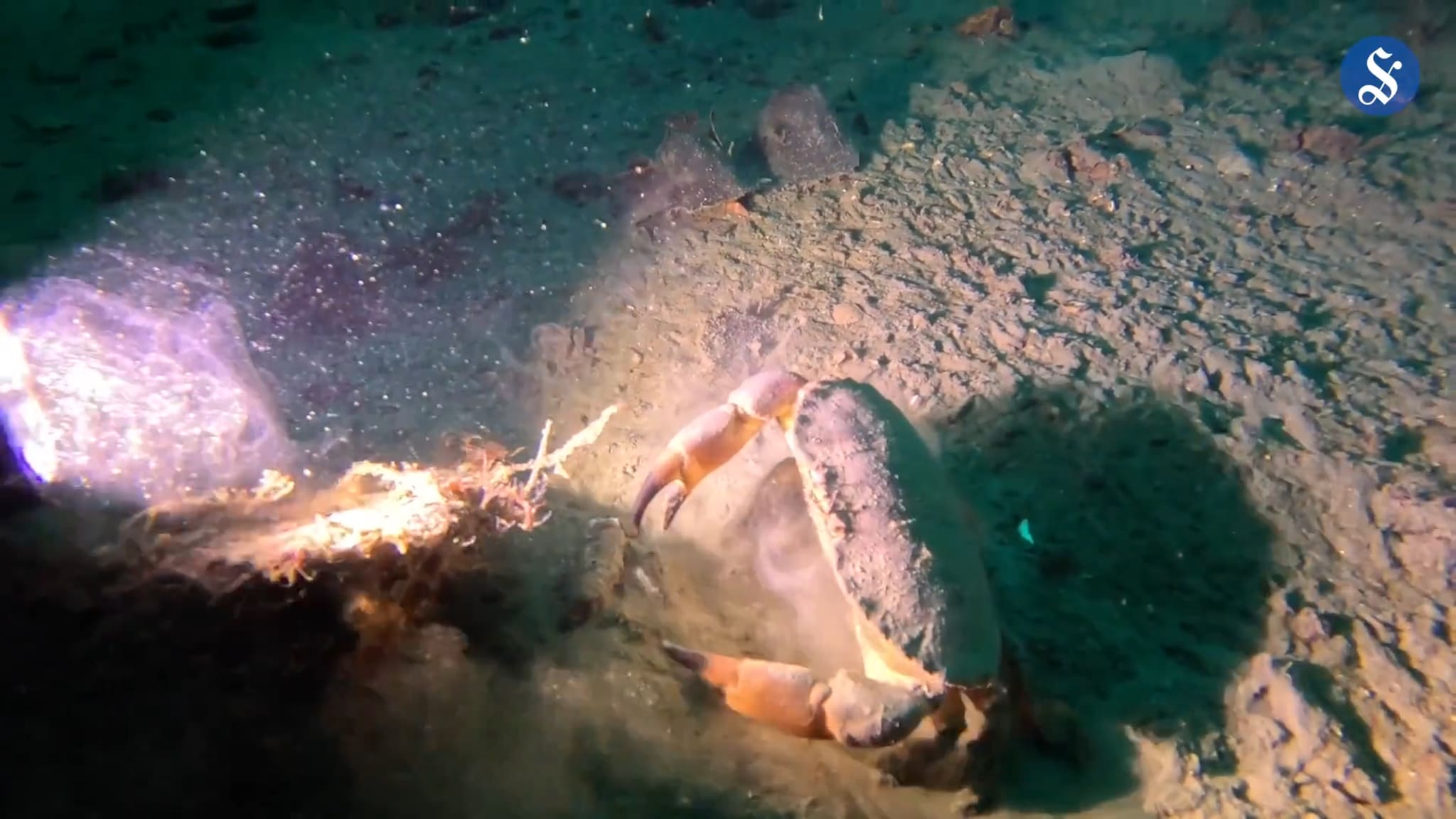 Slik ser det ut på havbunnen ved Kipervika.