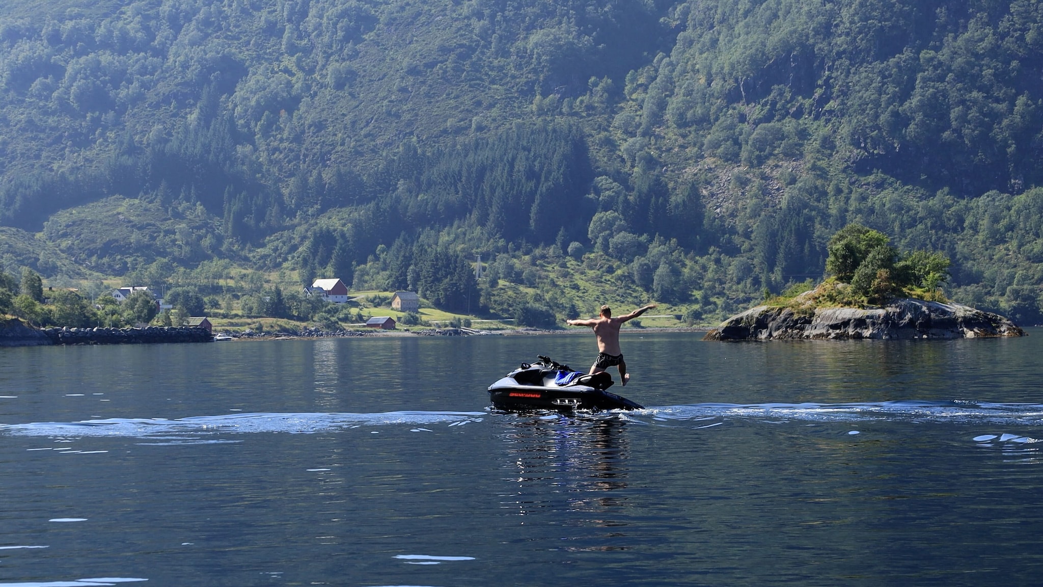 Delfinar i fjorden