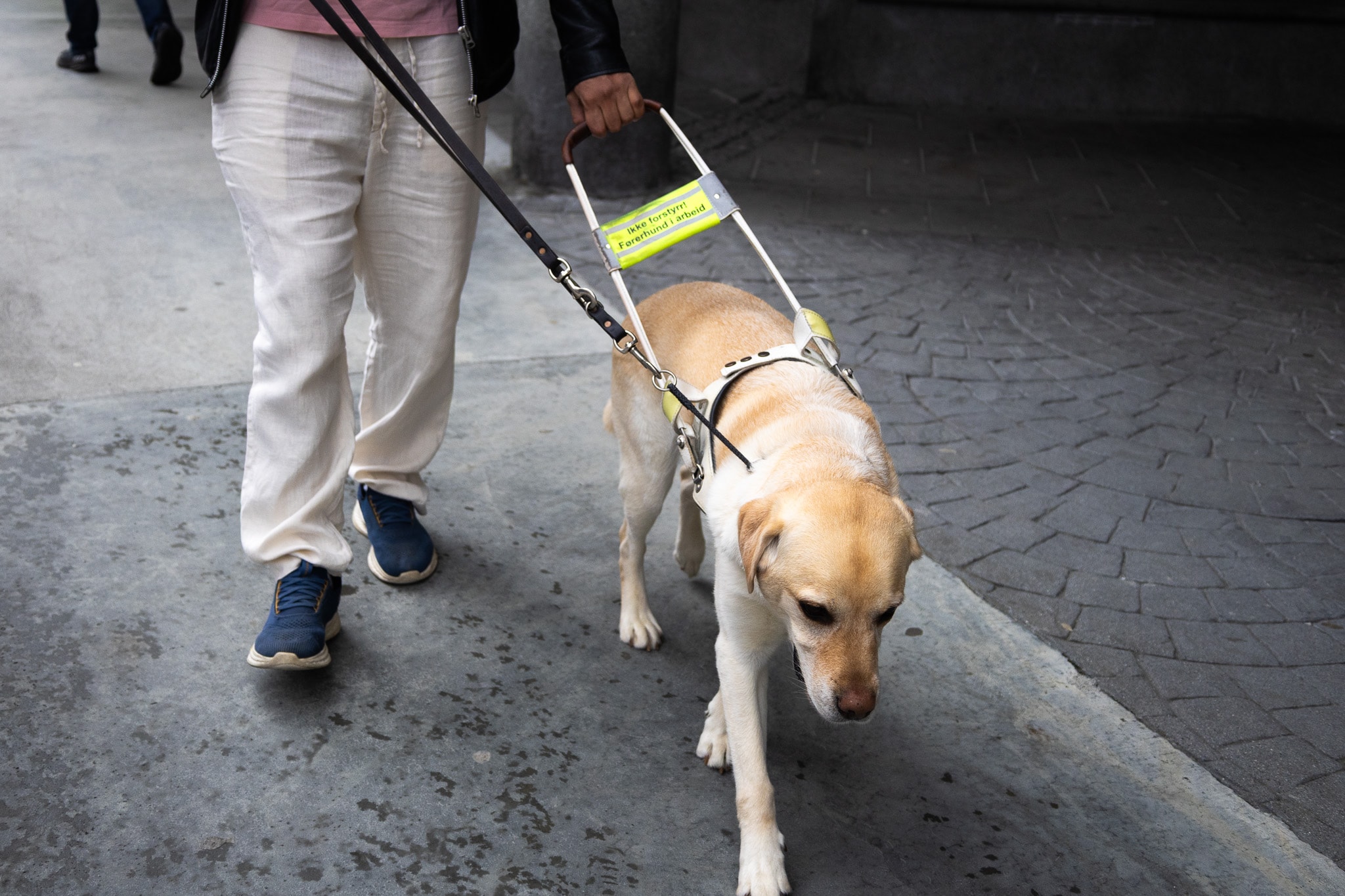 Førerhund i bygatene