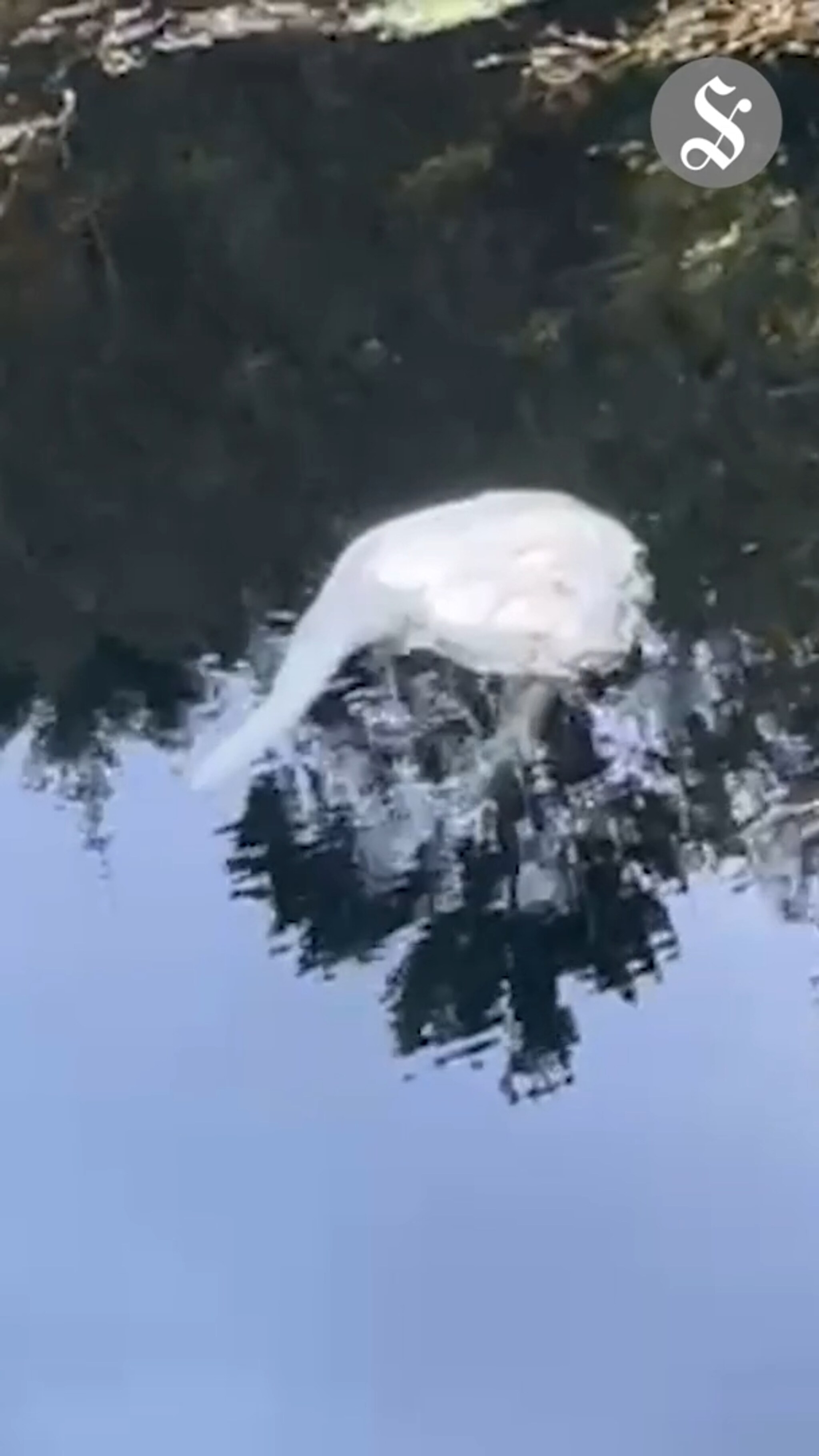 Fant halv gris i fjøra