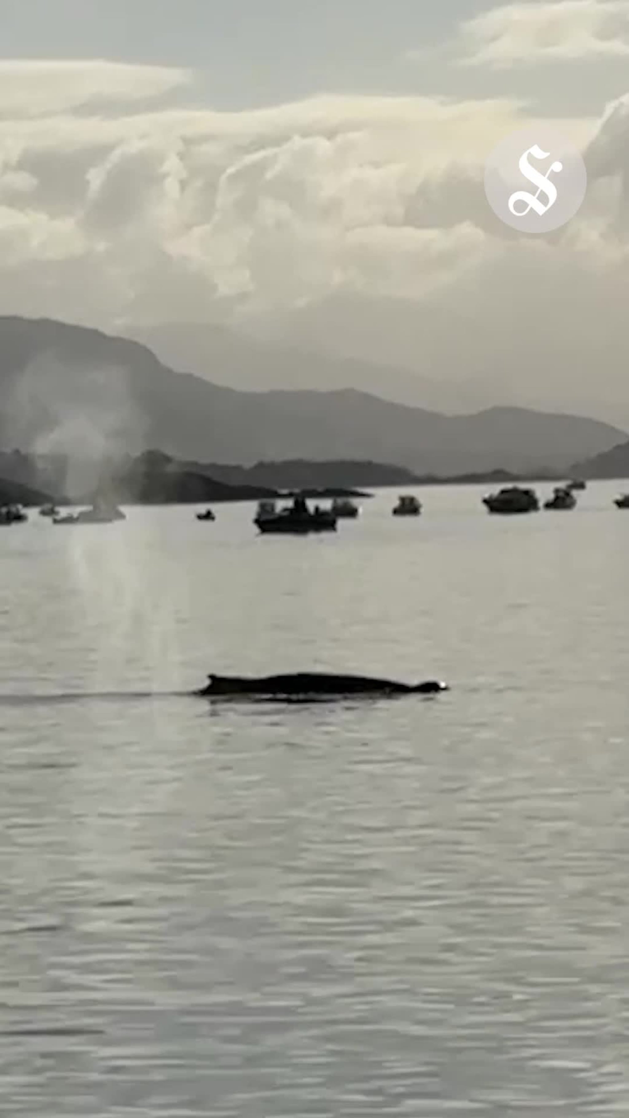 Knølhval på Ålesund-besøk