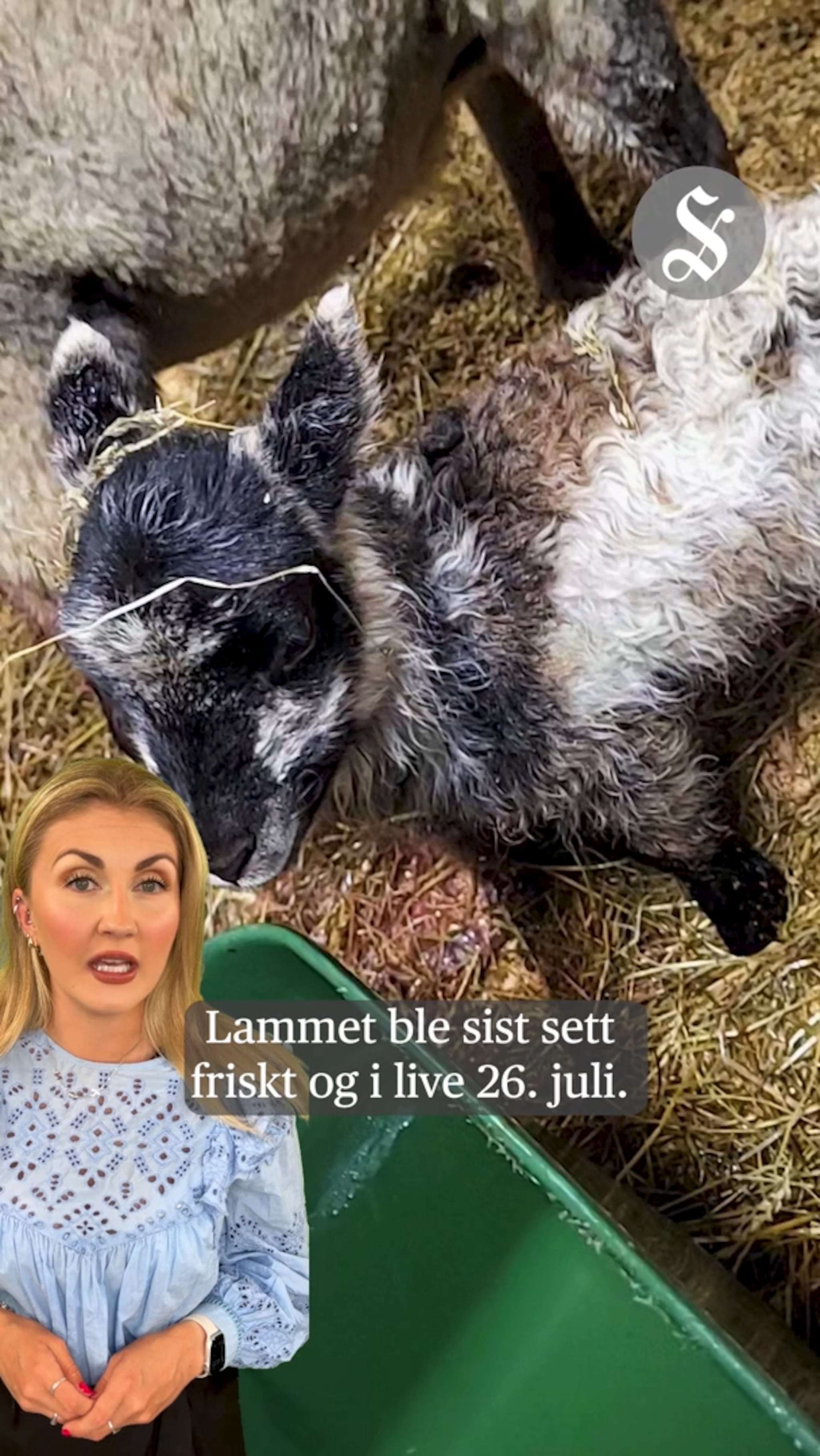 Lam funnet slakta