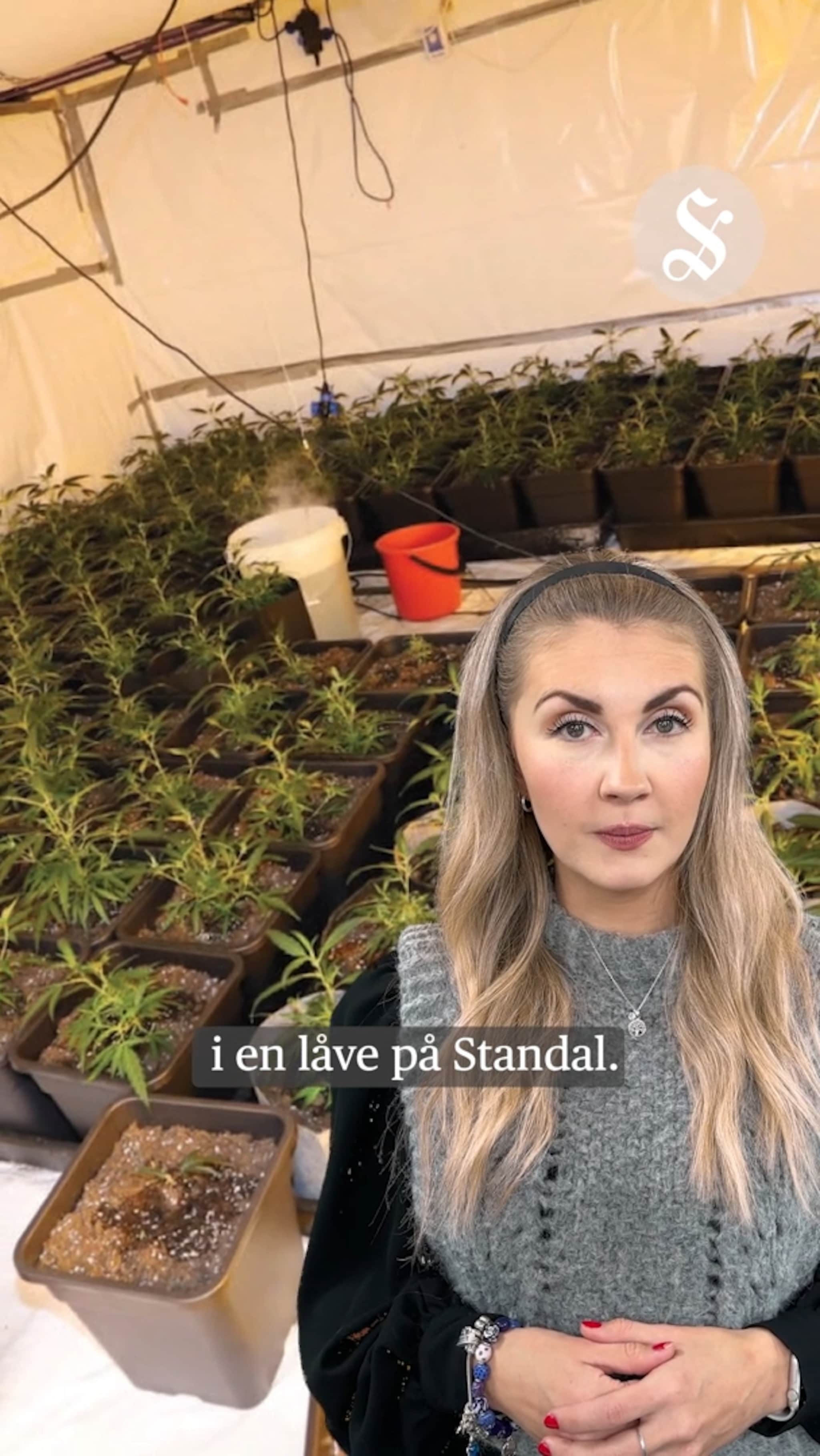 Cannabisplantsjen på Standal i retten denne uka