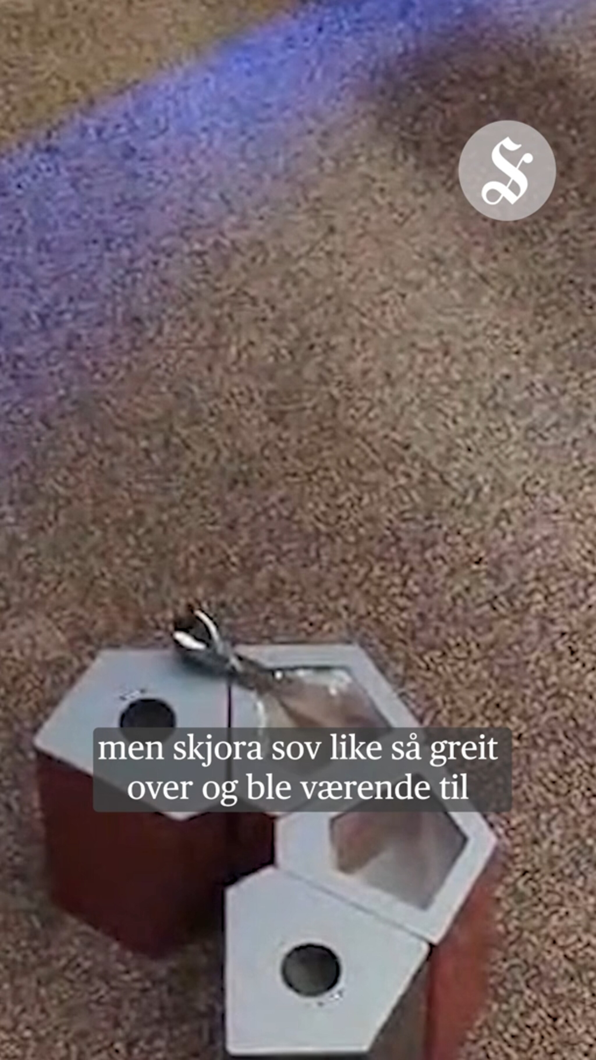 Skjora ville på kino