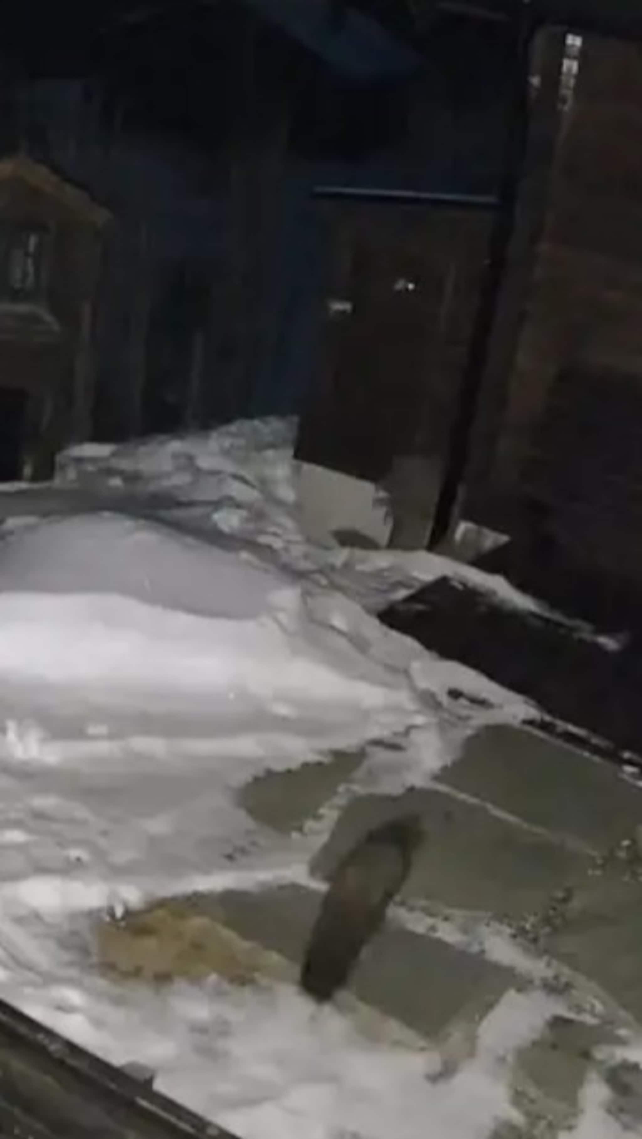 Dukket opp på tunet