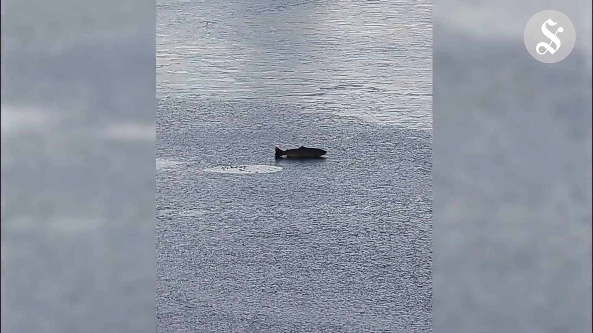 Laks havnet på isen