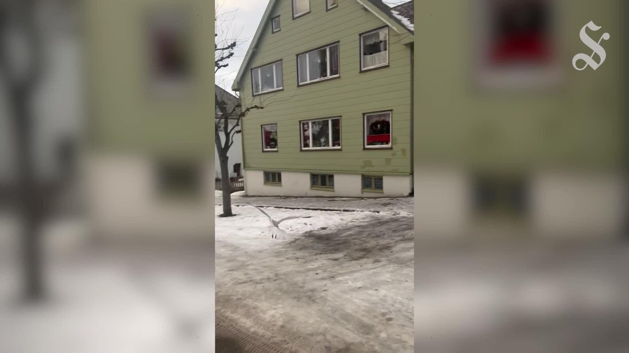 Måseredning på Aspøya