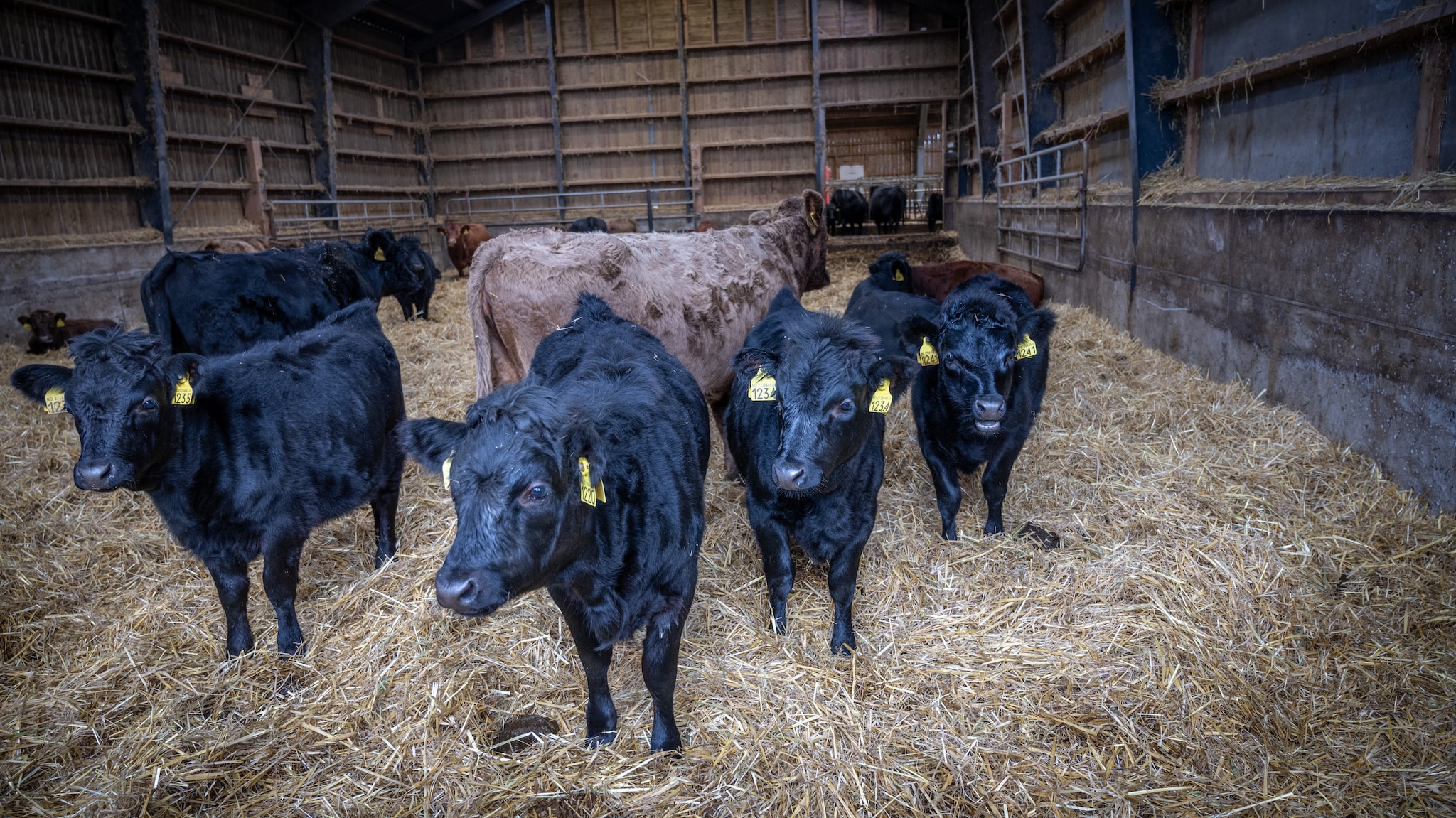 På denne gården får dyra pudding og øl