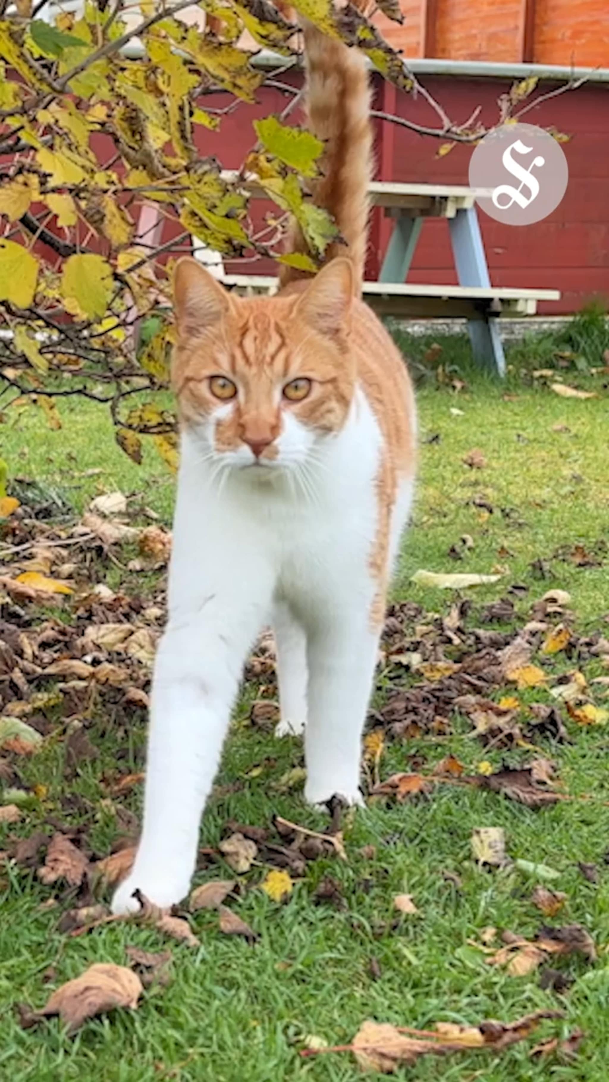 Mistenker forgiftning av dyr