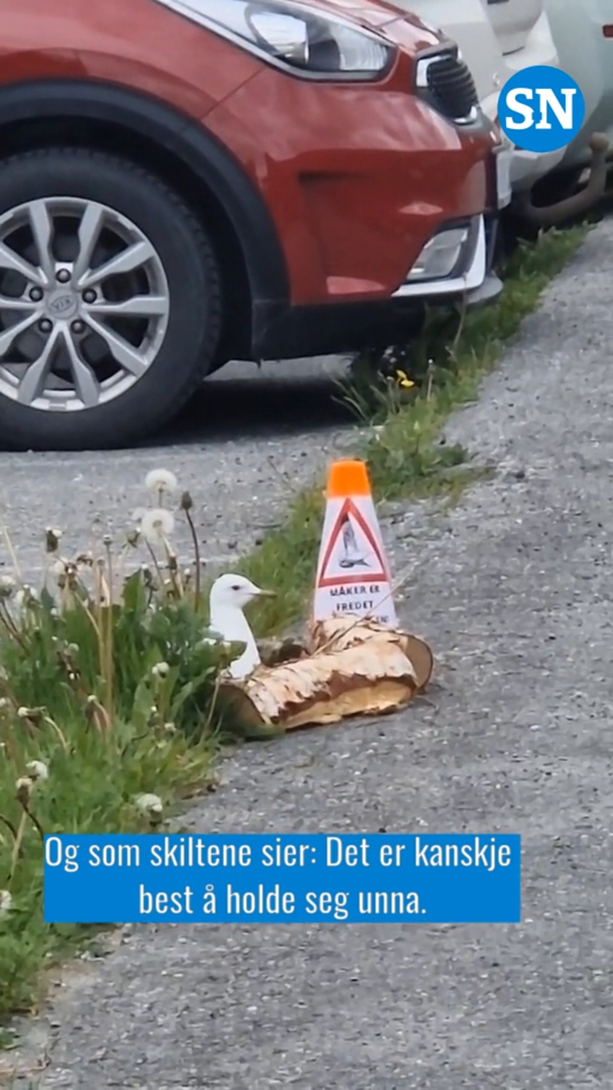 Her har måsen flytta inn på parkeringsplassen