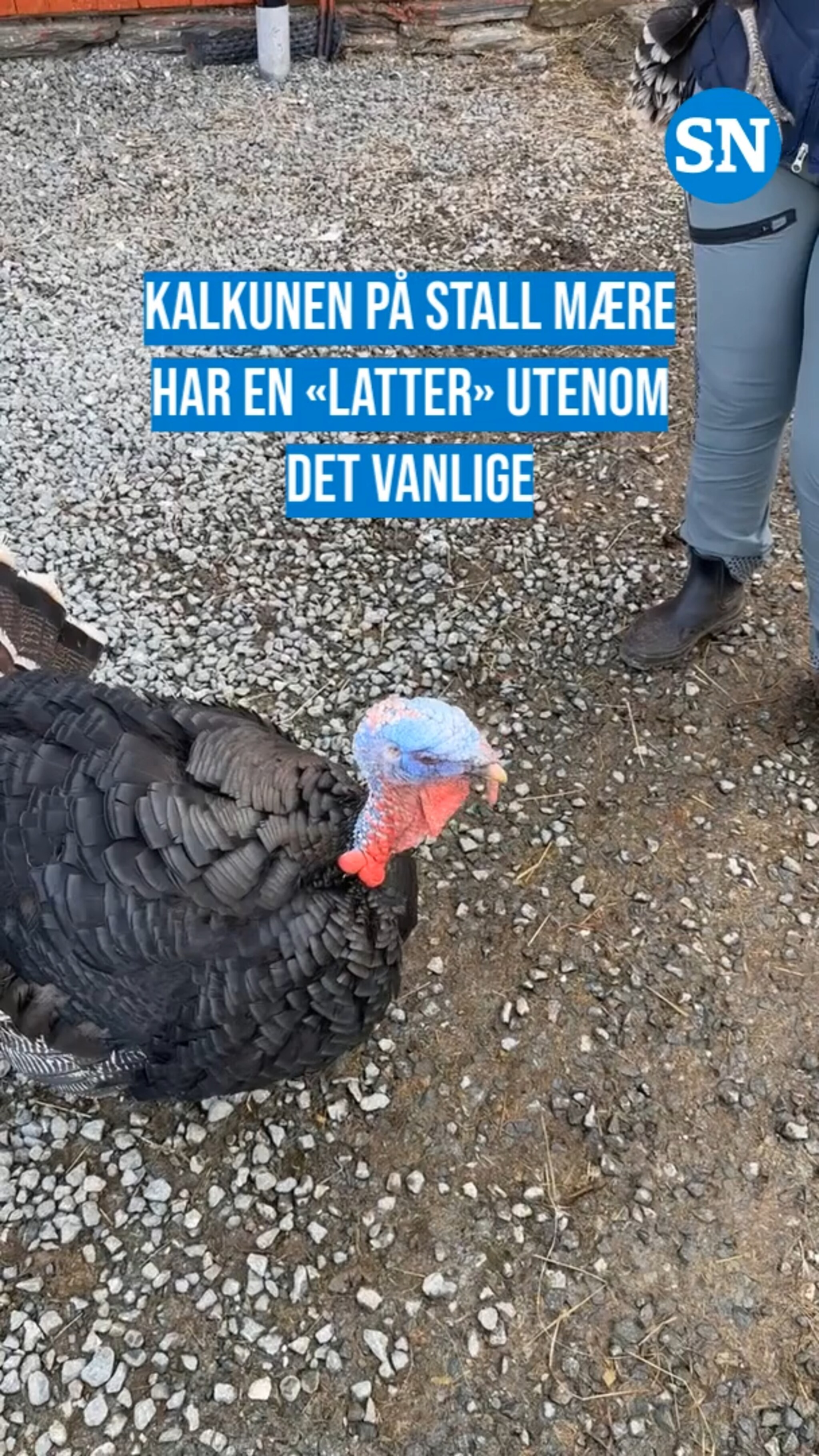 Hør latteren!