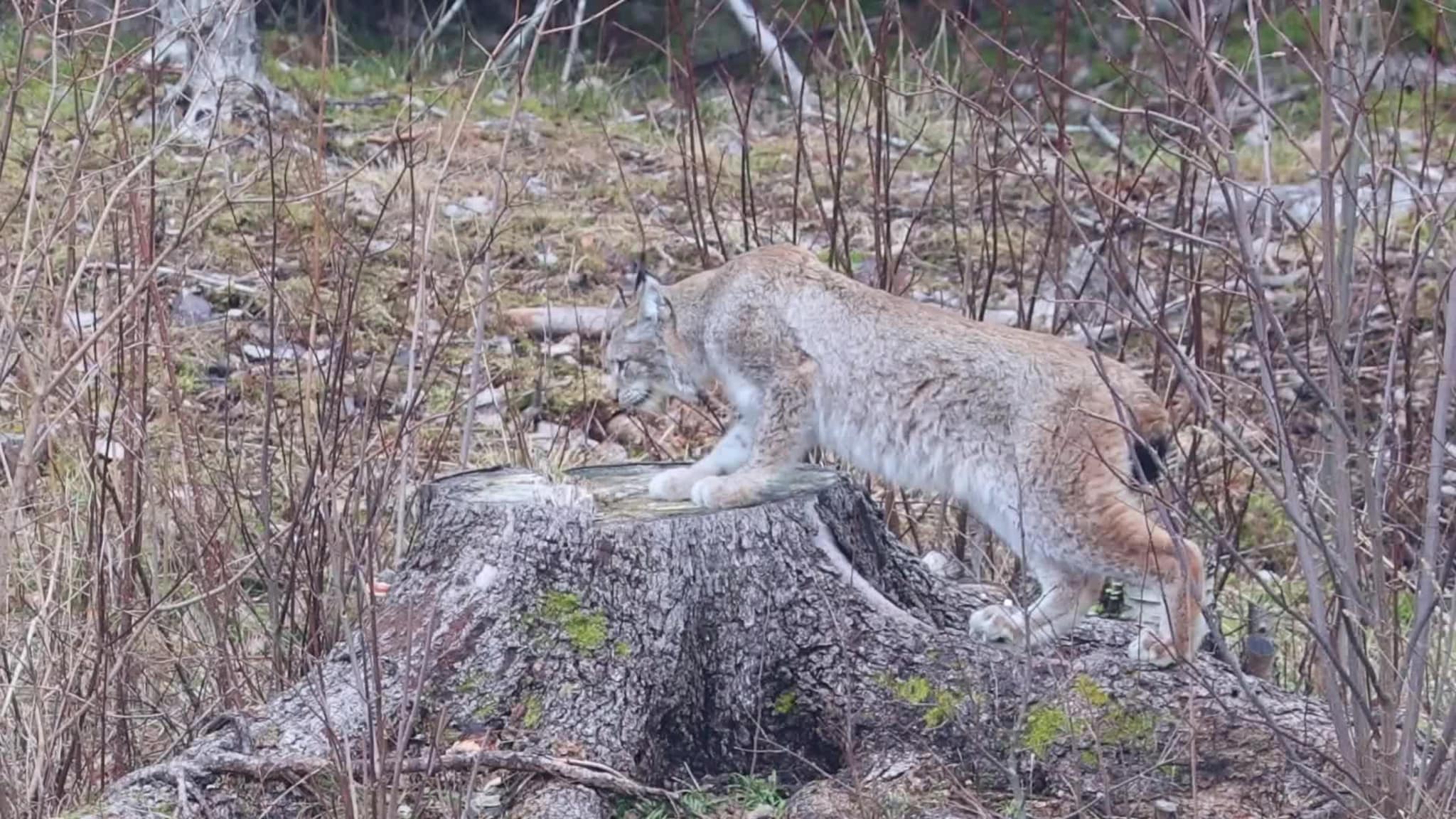 Naturfotografen tok flott video av gaupe på Skatval