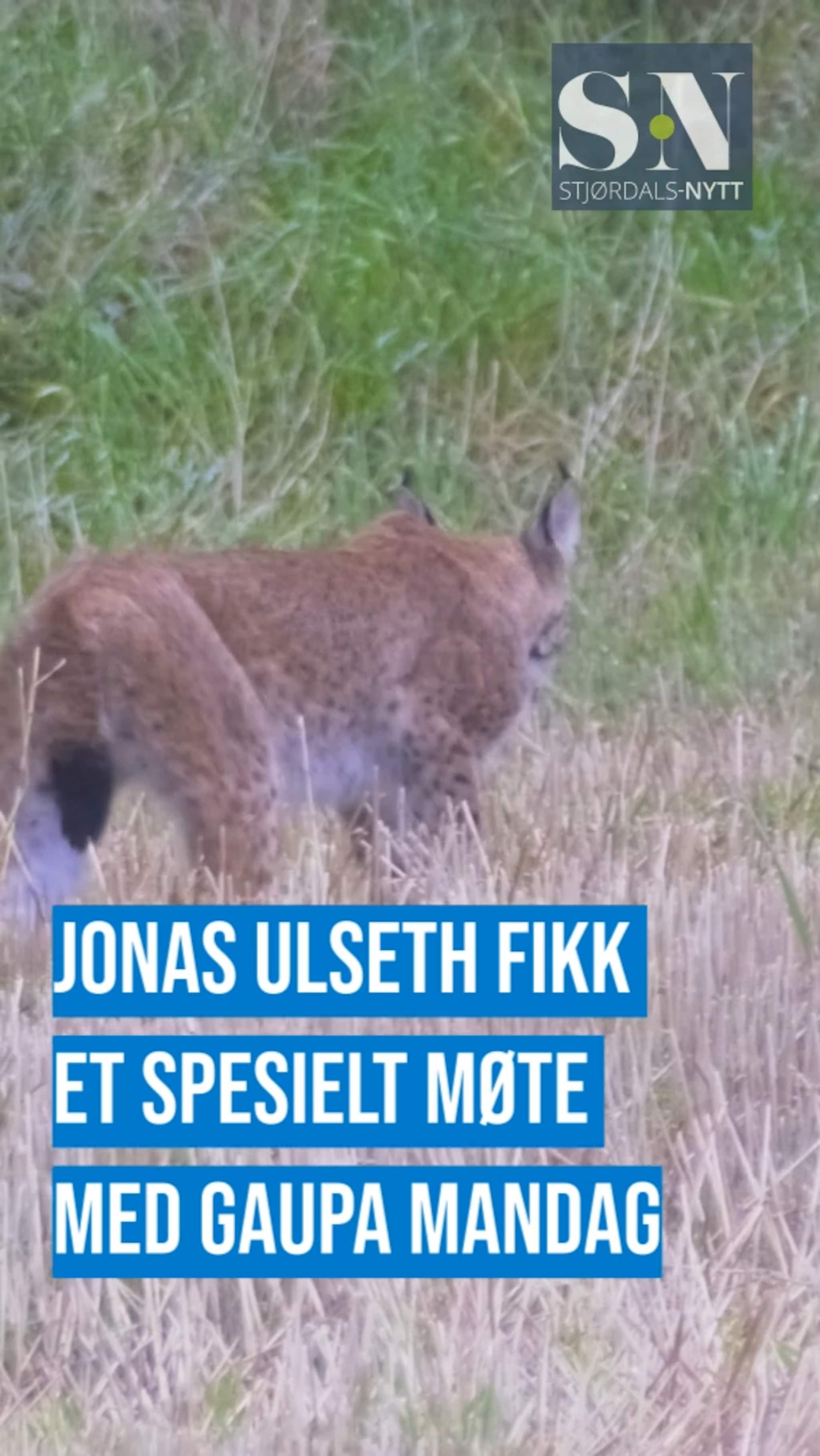 Jonas kom tett på gaupa