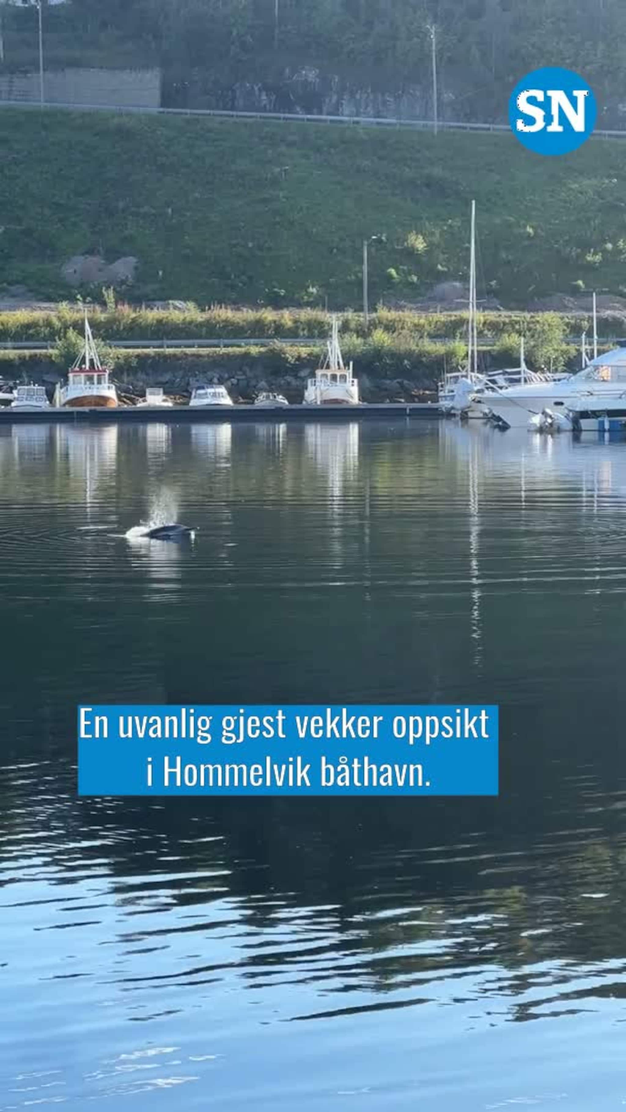 Delfin i Hommelvik båthavn