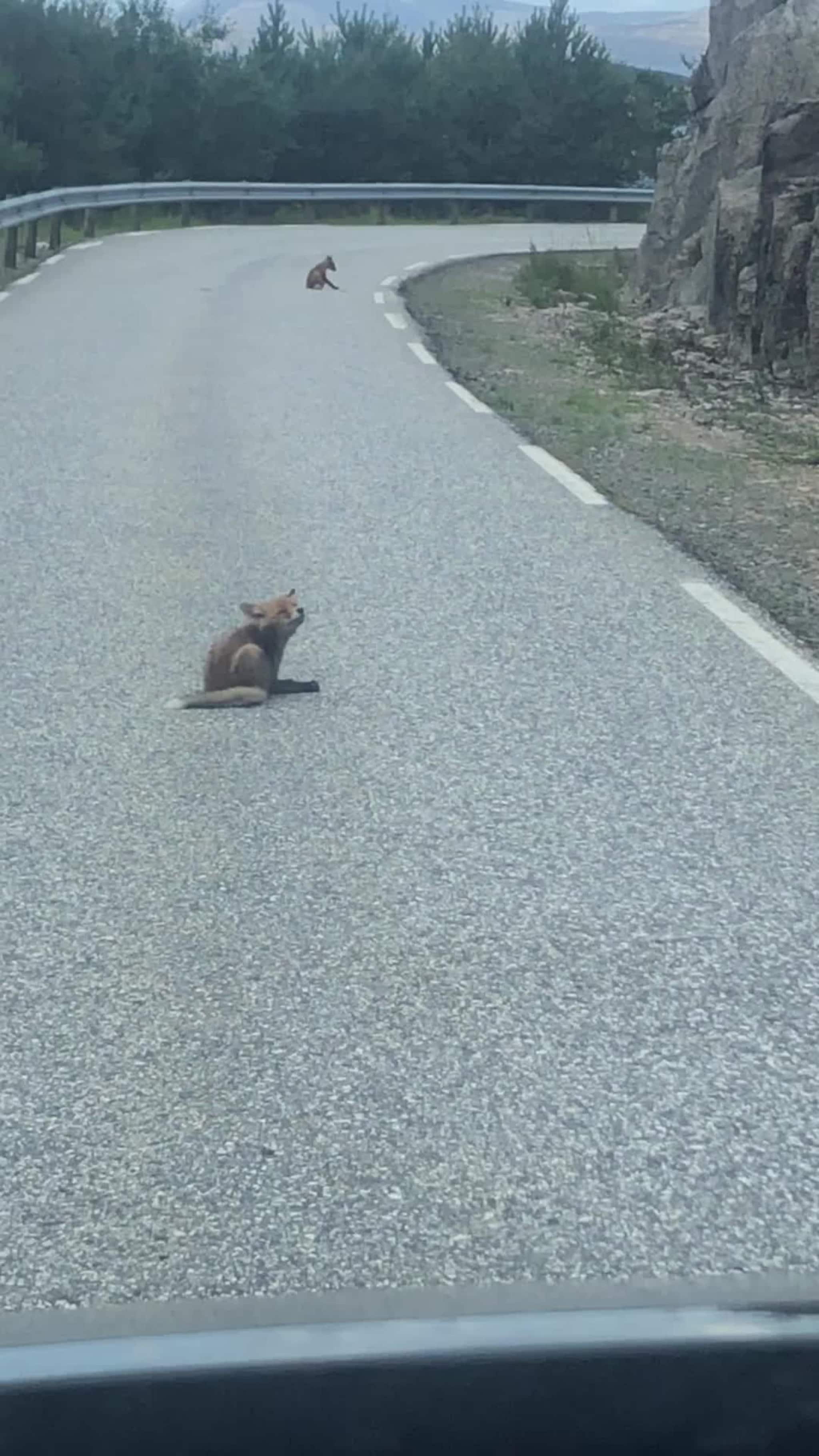 To små krabatar i Dingevegen