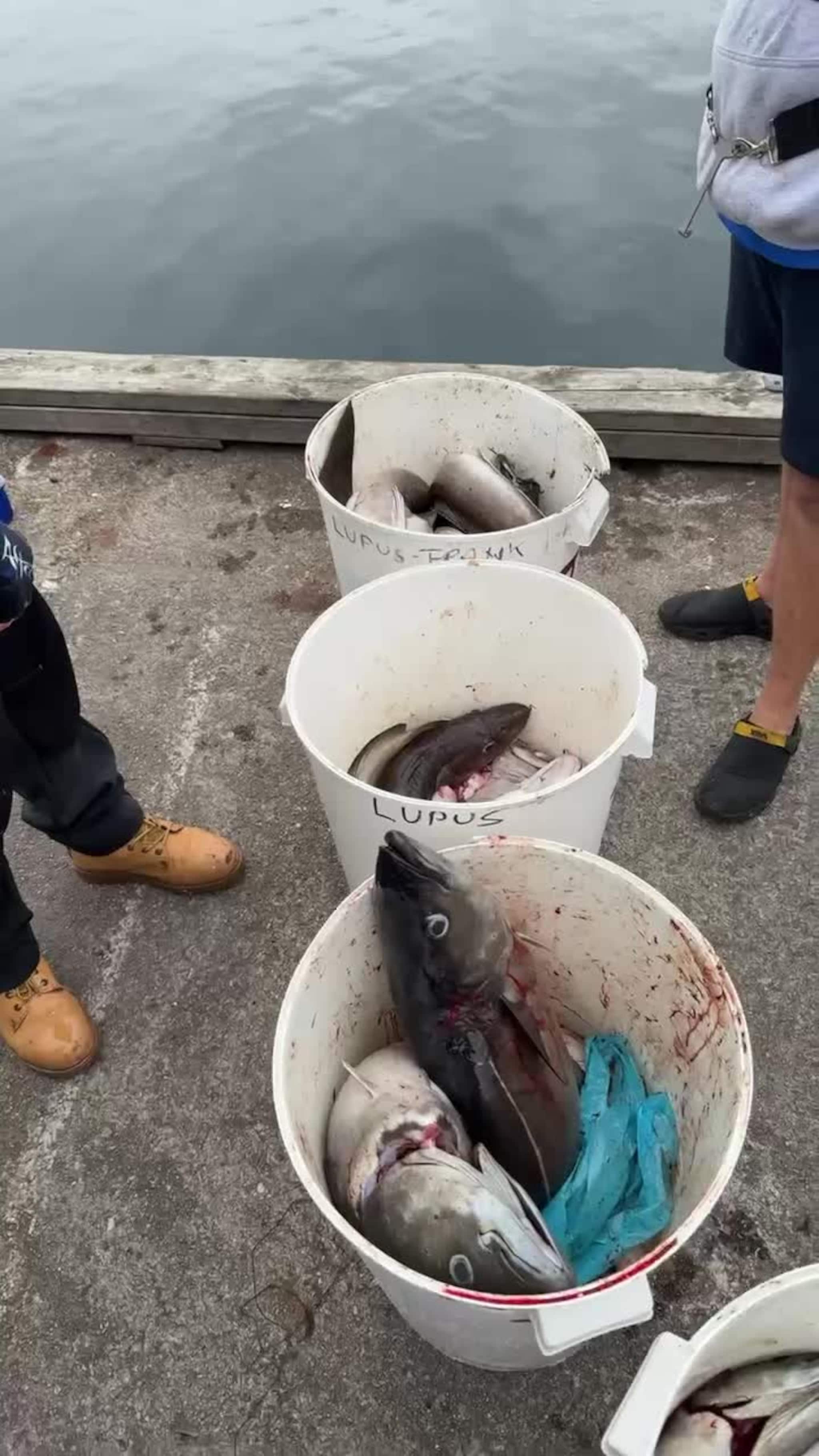 Fedje: EM i havfiske er i gang