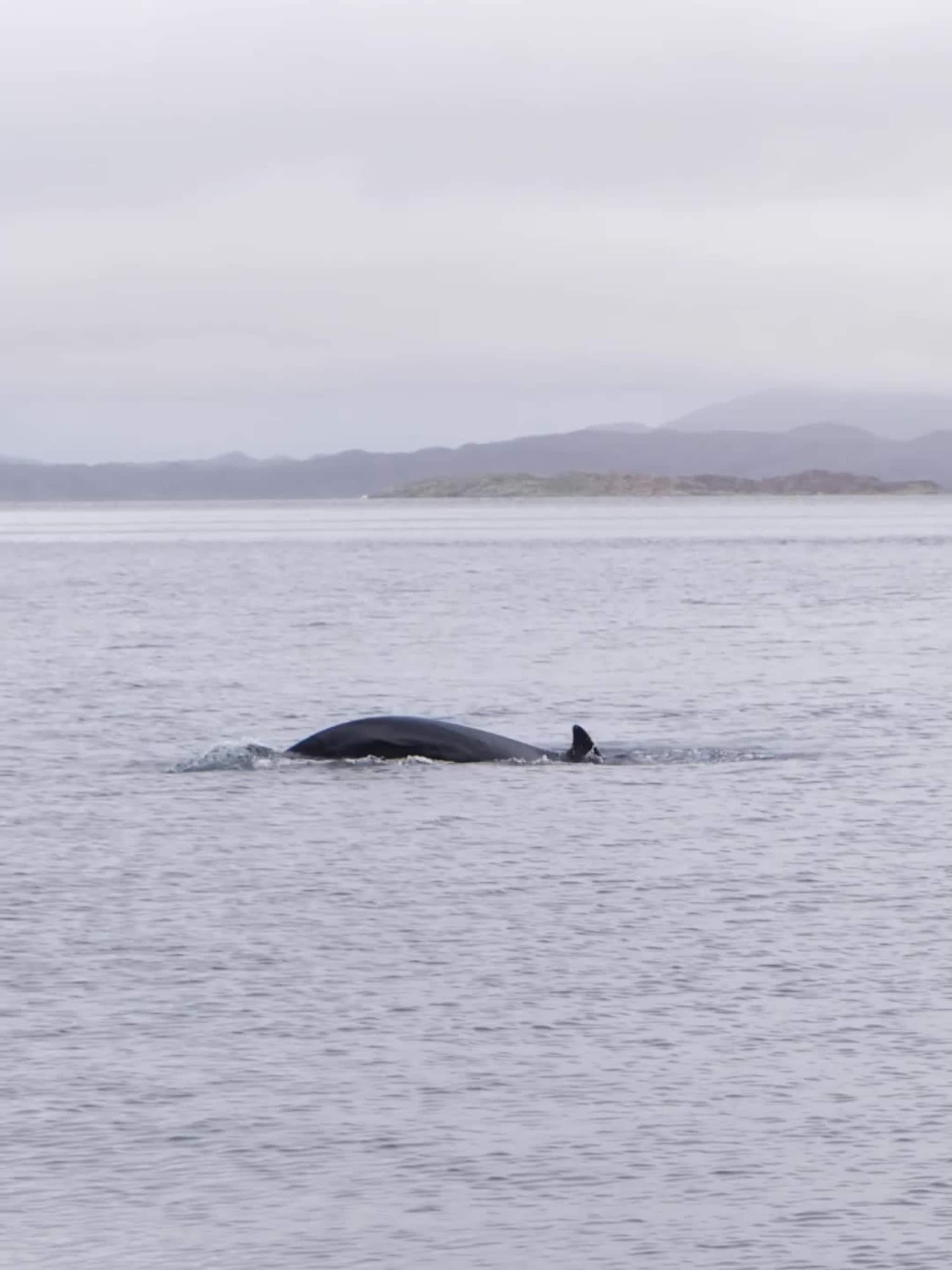 Grindkval på vitjing i Dingja