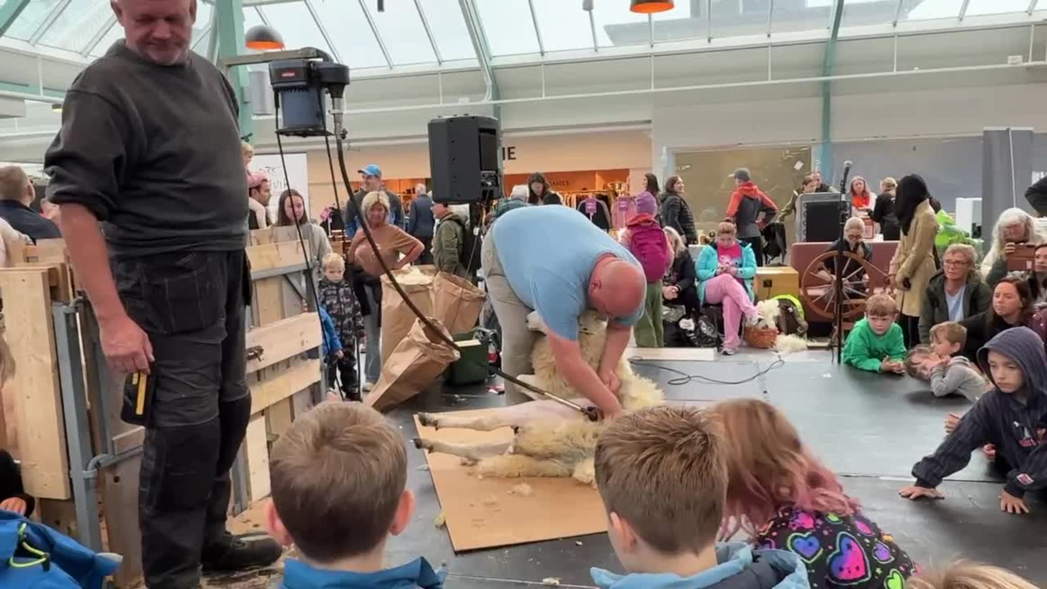 Å klippe ein sau på under to minutt.