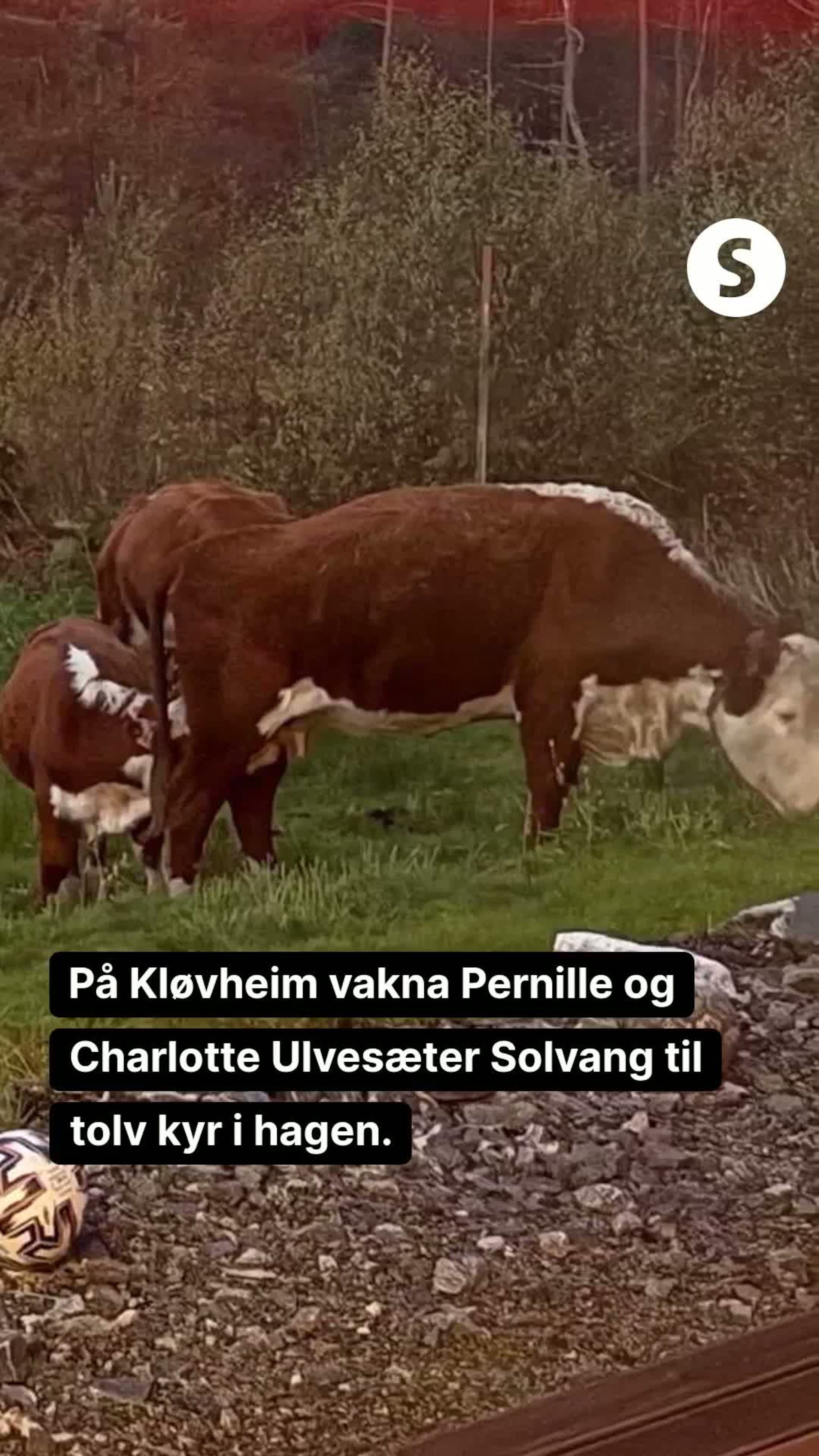 Ku-innvasjon!