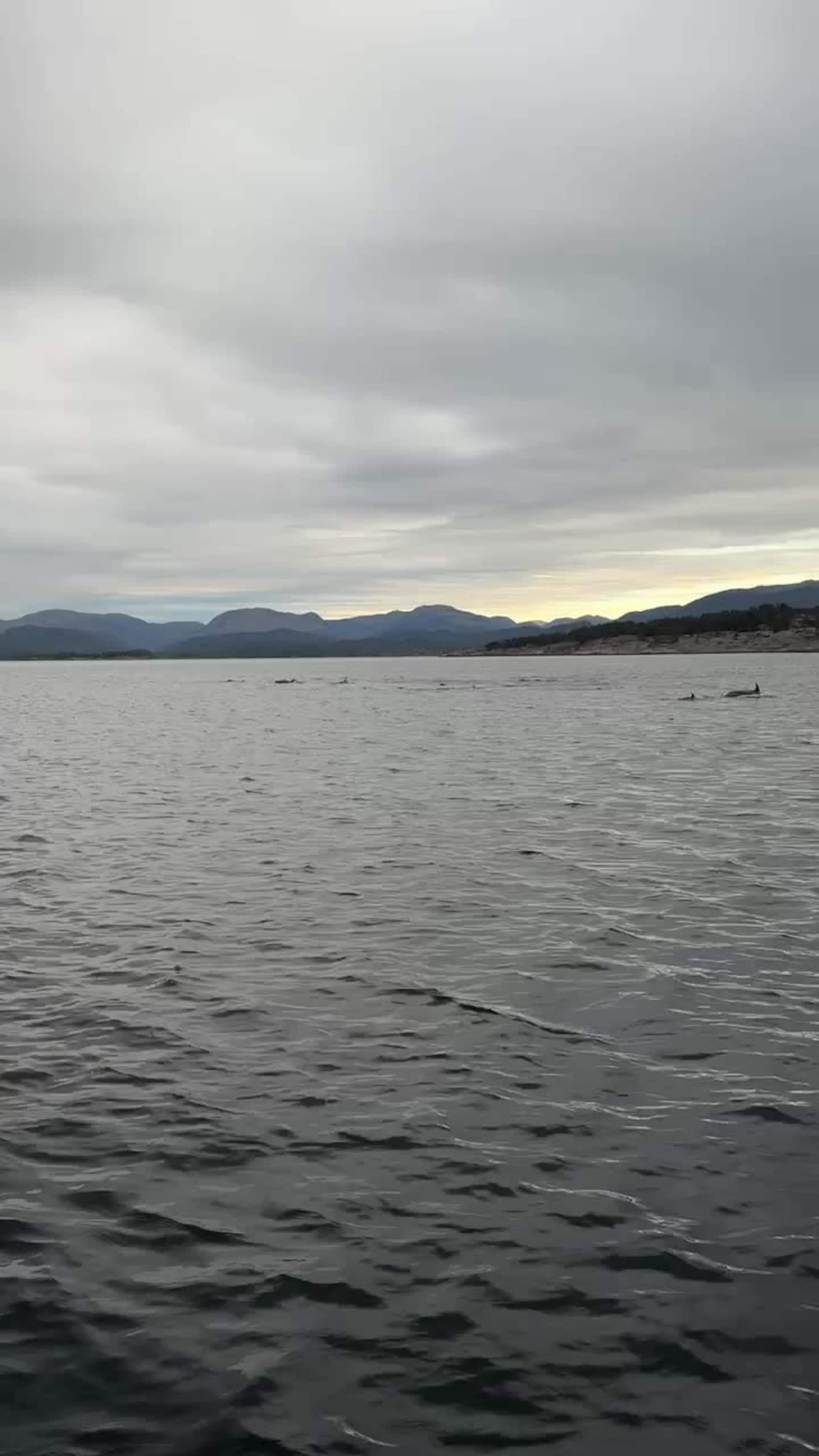 Yrande liv i Fensfjorden