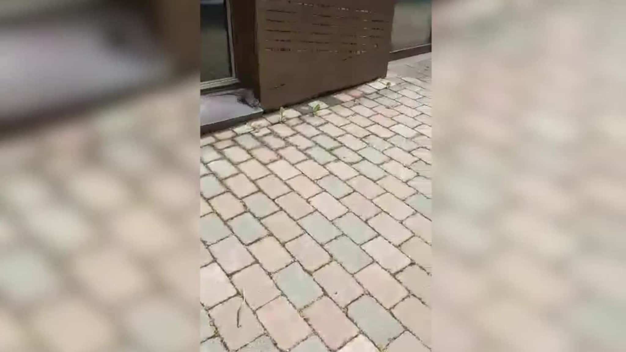 Rotte i Leirvik sentrum