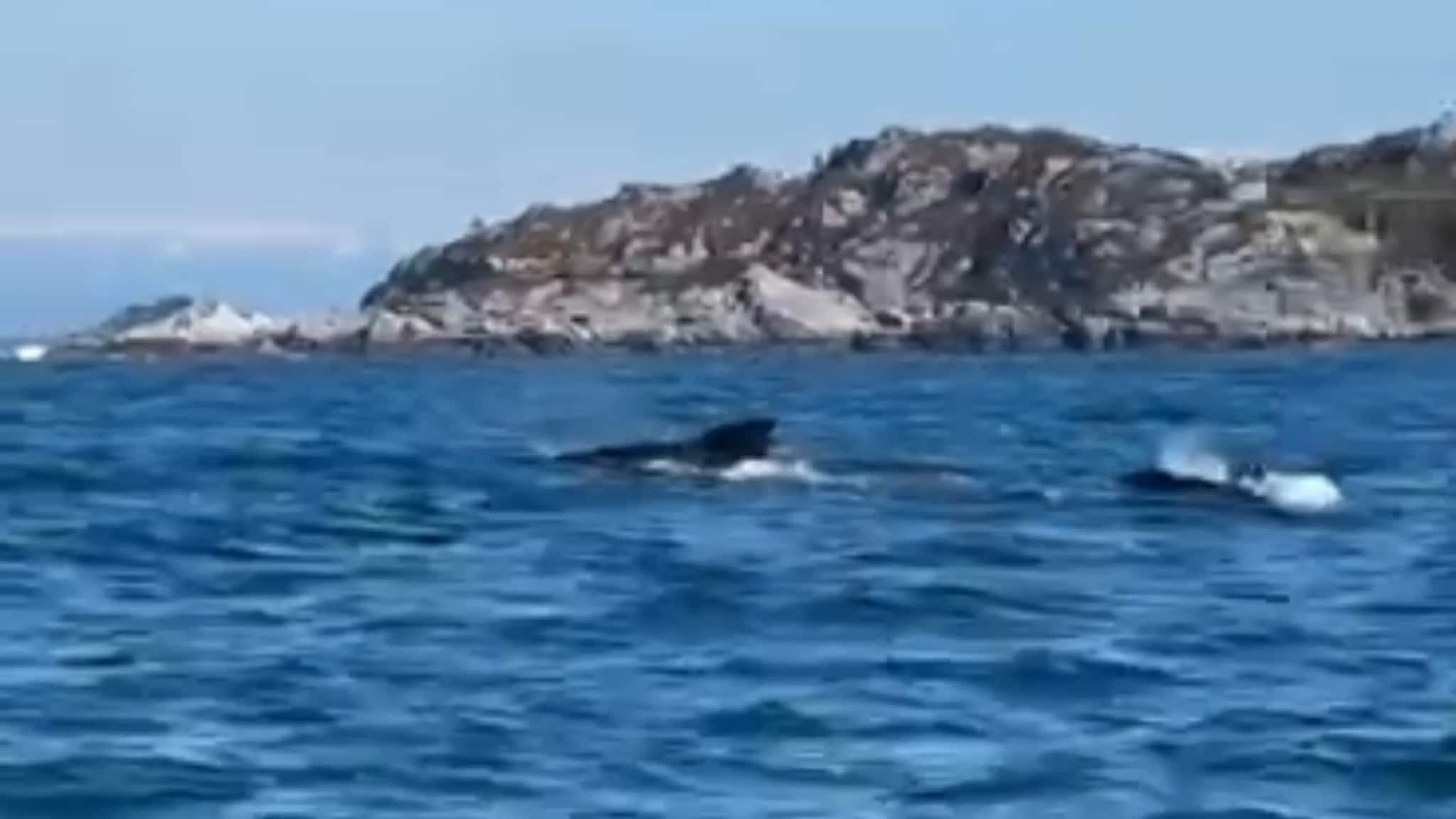 Grindkvalar i Krossfjorden frontvideo
