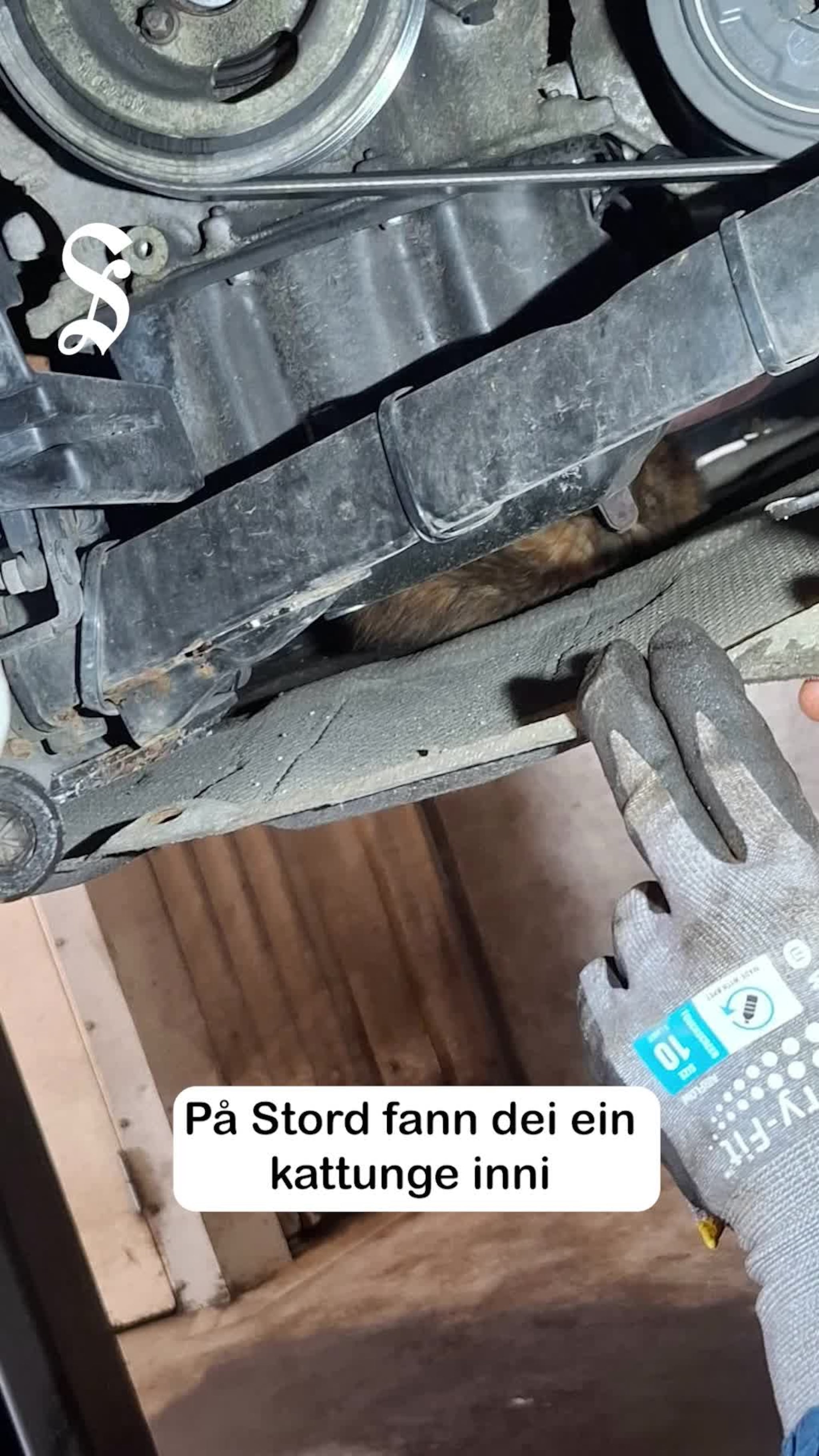 Fann katt i motor
