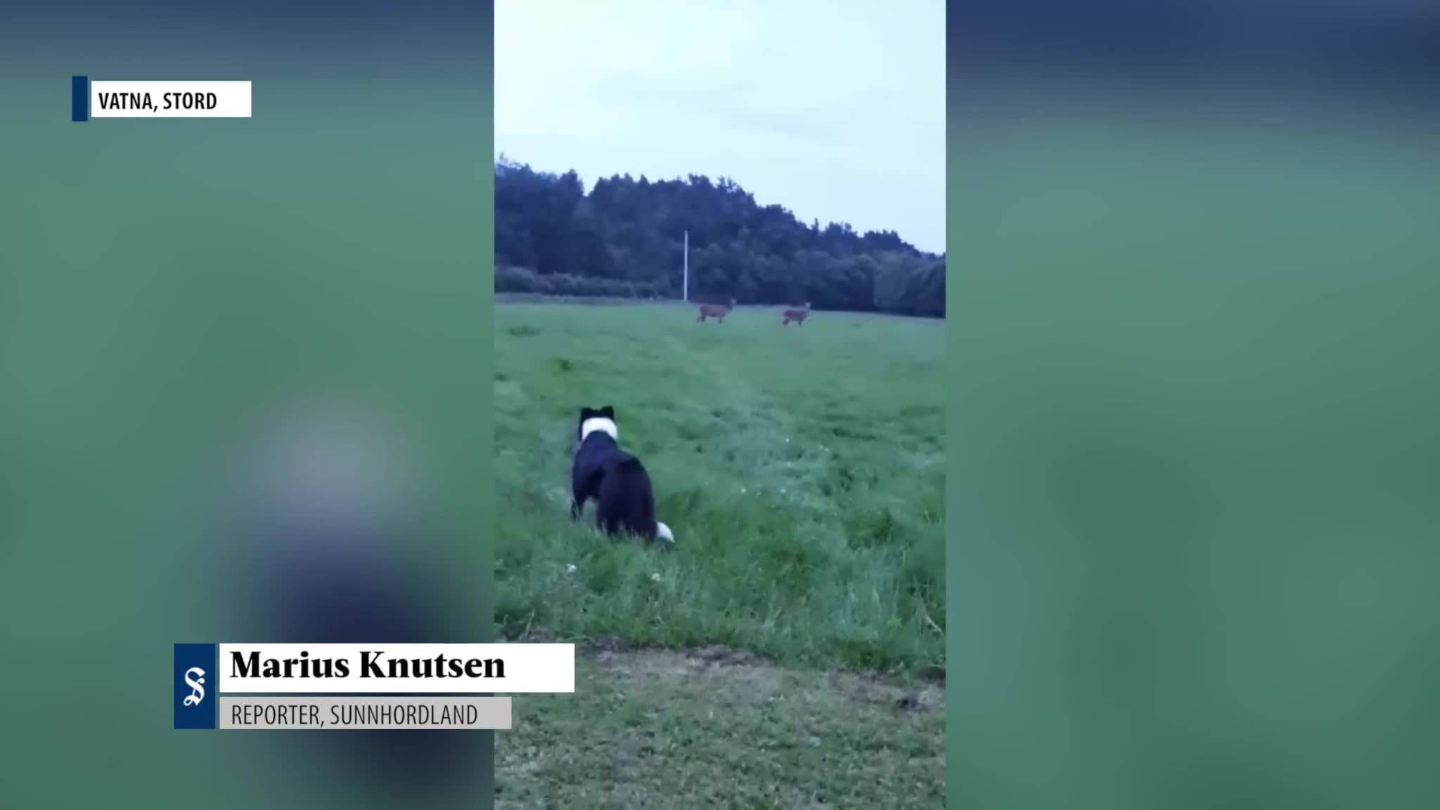 Hjort mot hund