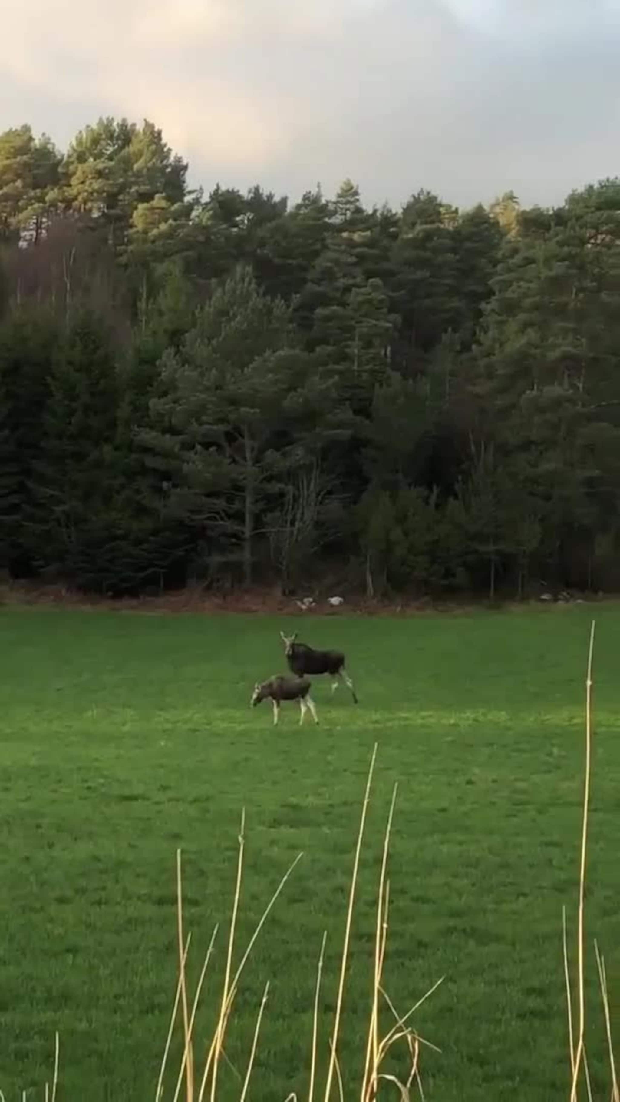 Elg ved Hornelandsvågen