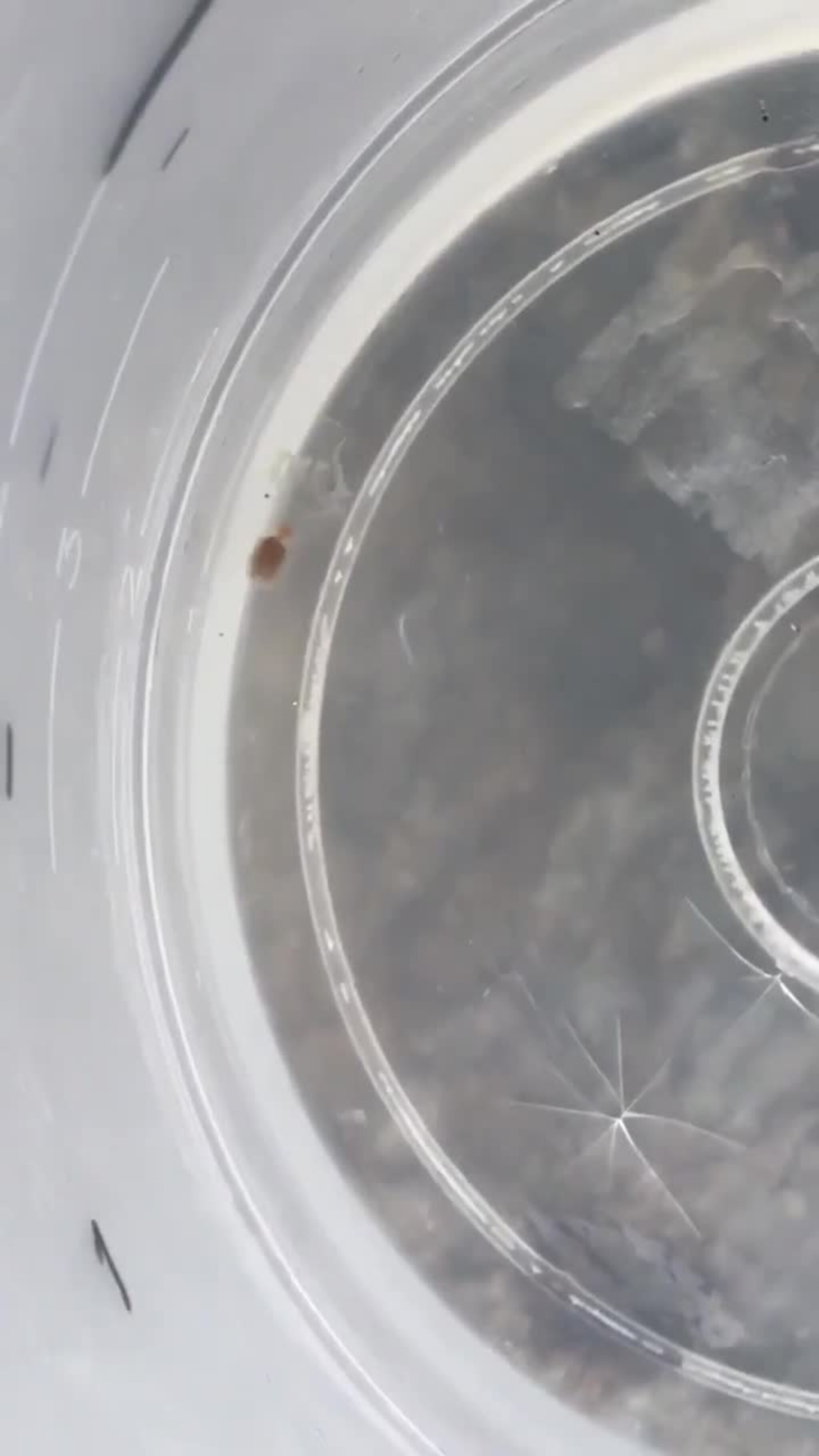 Blekksprut eller manet?