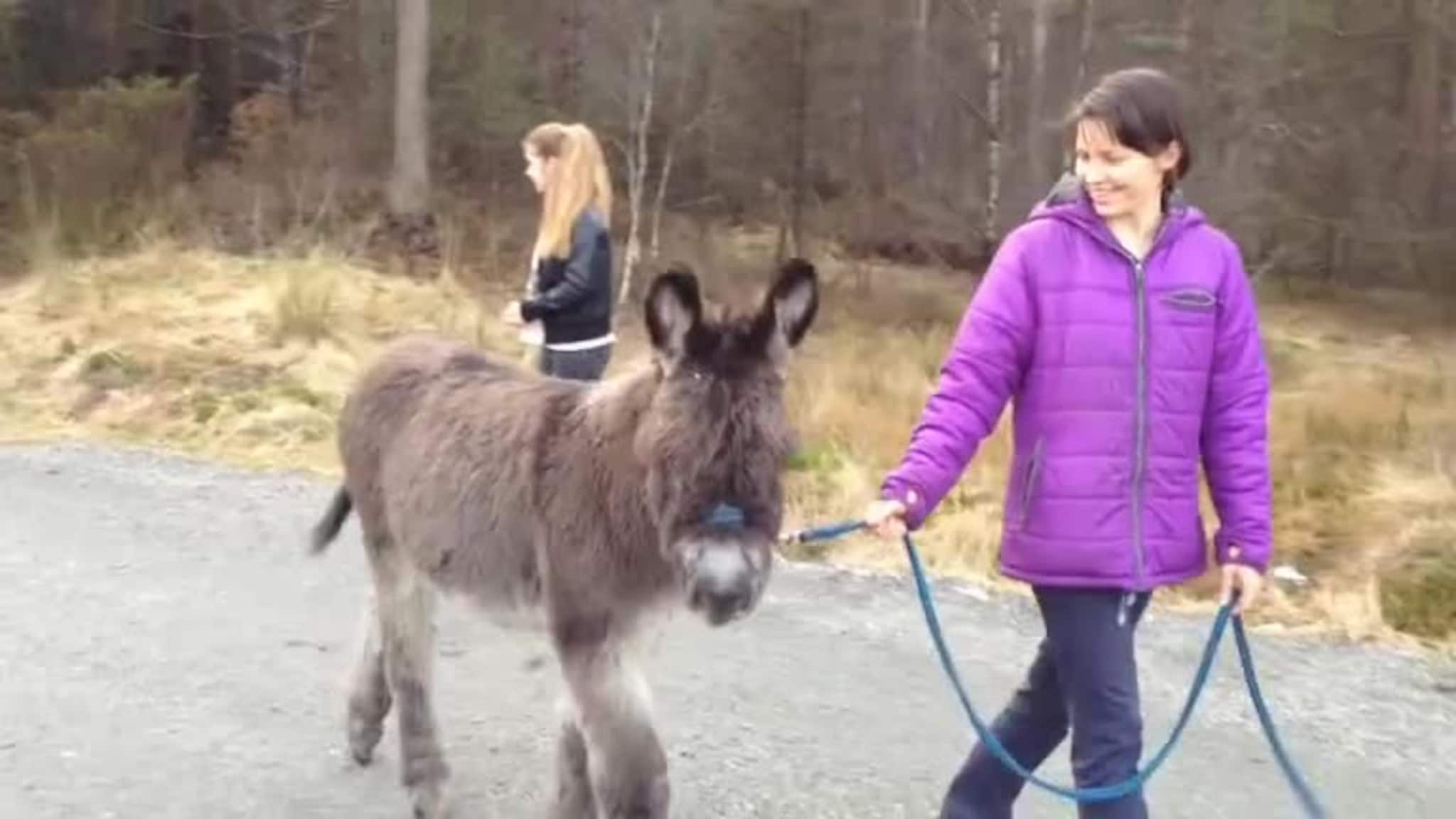 Rir på esel på Grov