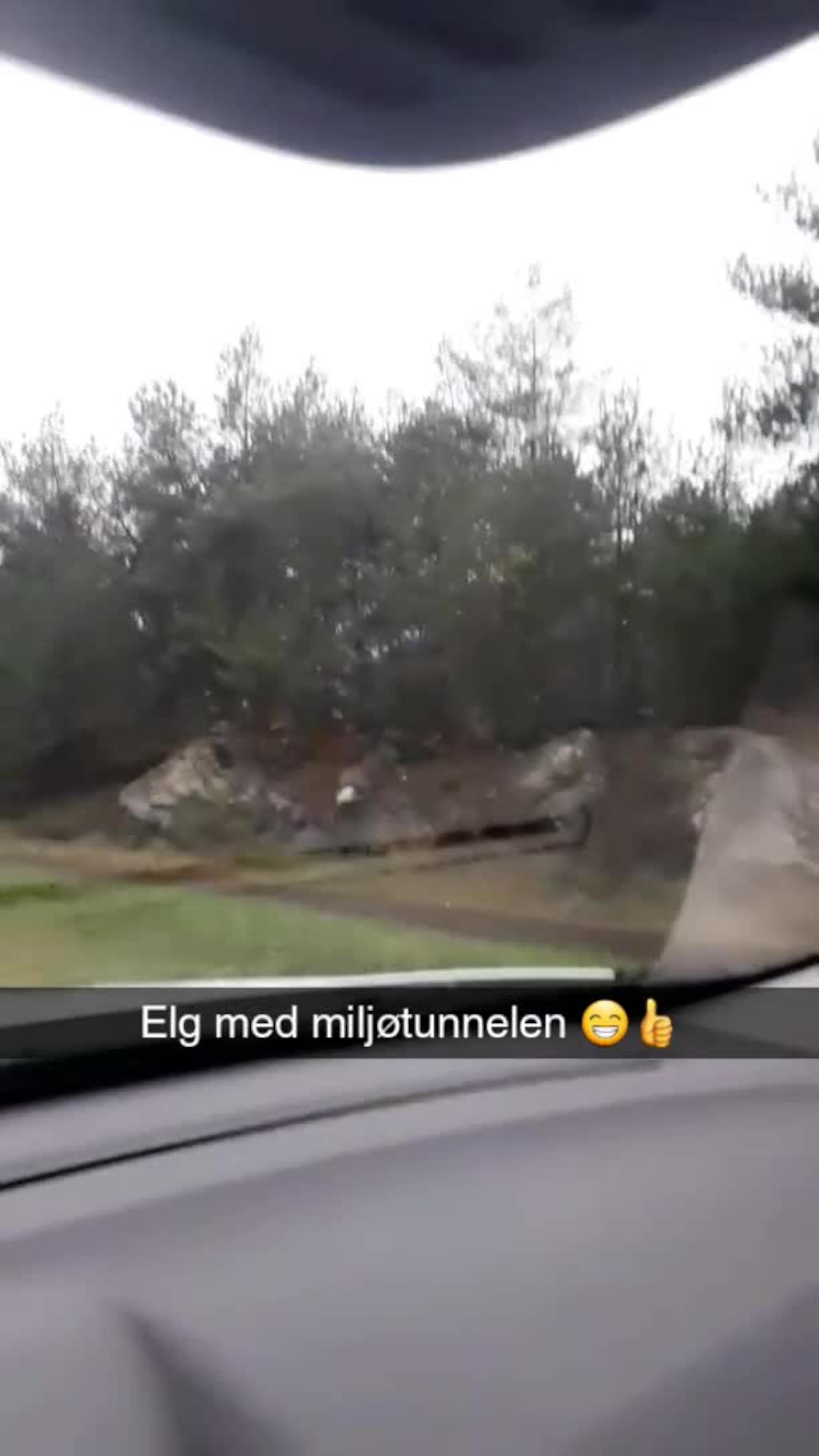 Elgen dukka opp på Digernes