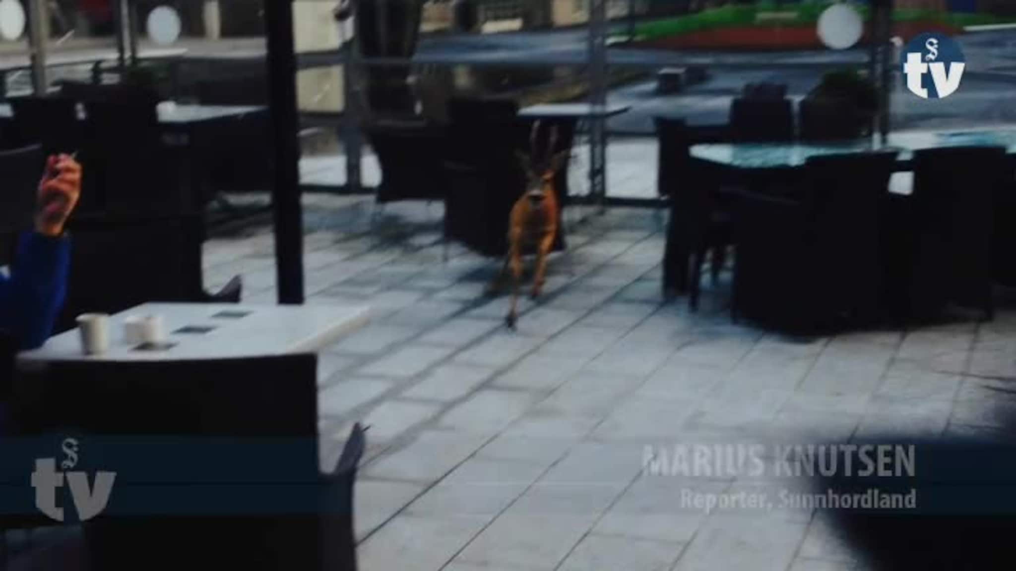 Rådyrt restaurantbesøk!