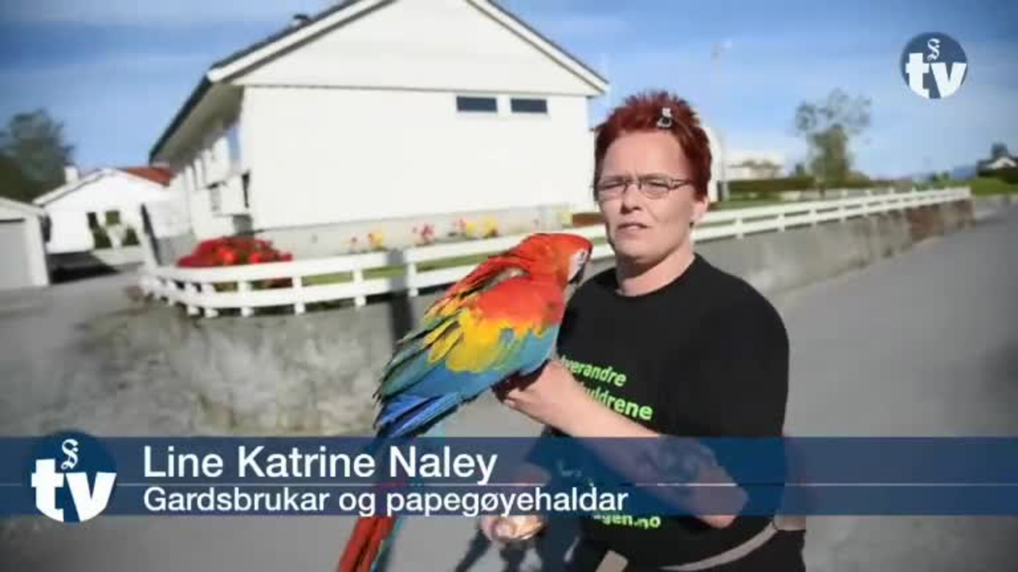 Leitar etter papegøye