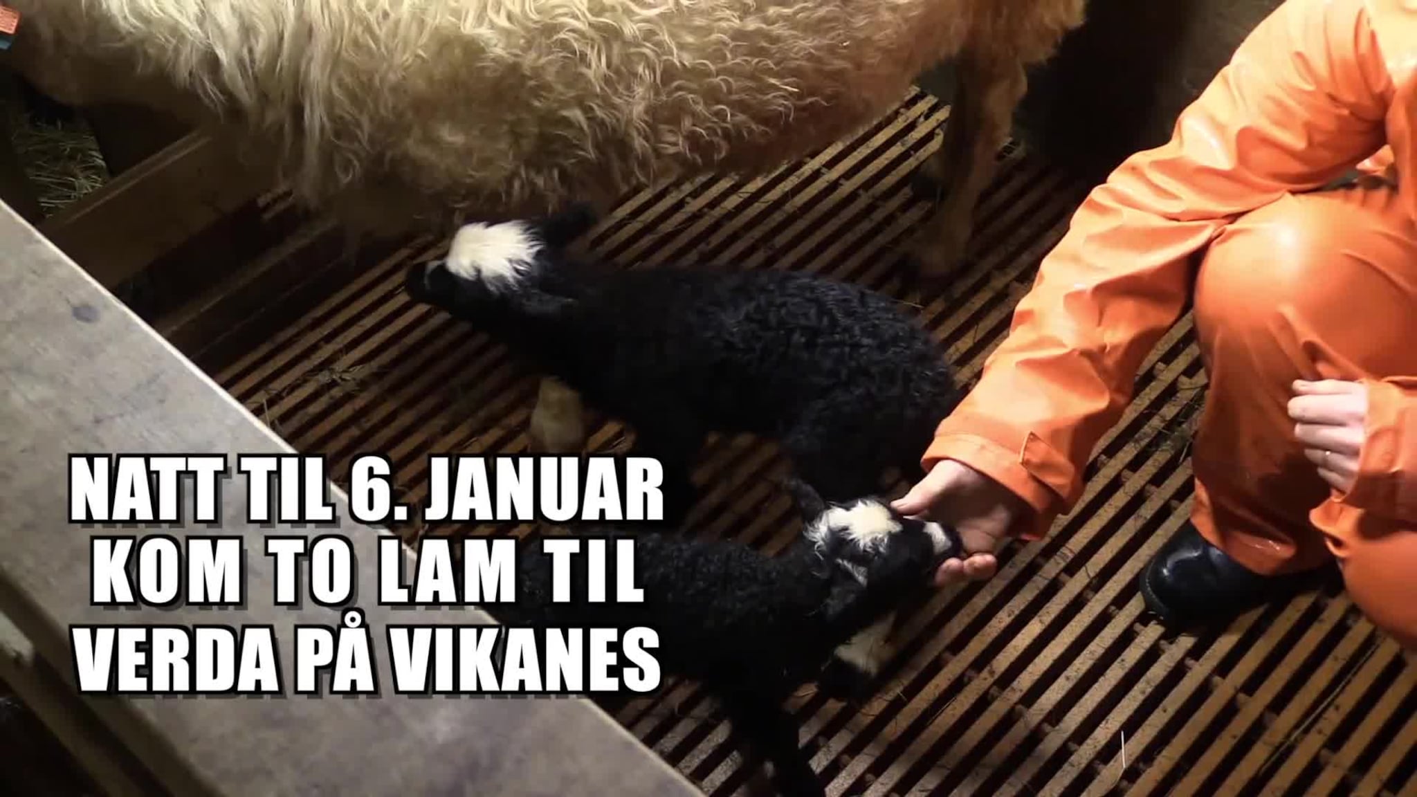 Dobbelt nyttårslam på Vikanes