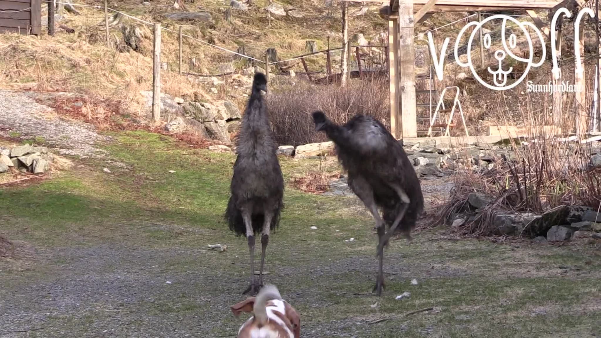 Gjer deg klar til Voff-premieren