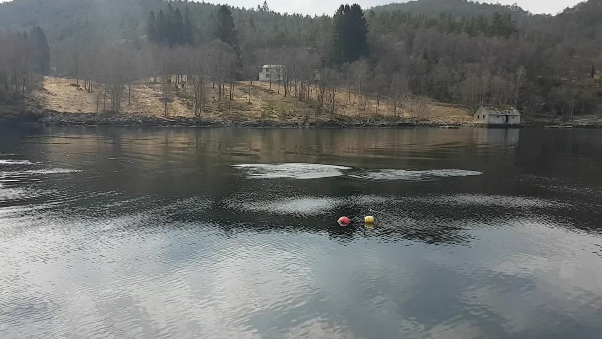 Spekkhoggarar i intens jakt etter niser