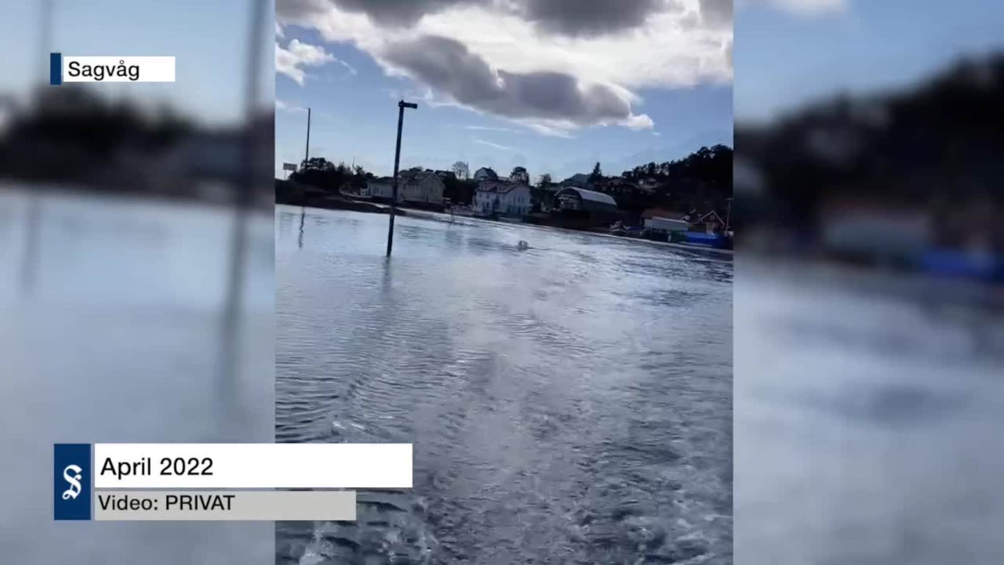 Svane etter båt i Sagvåg
