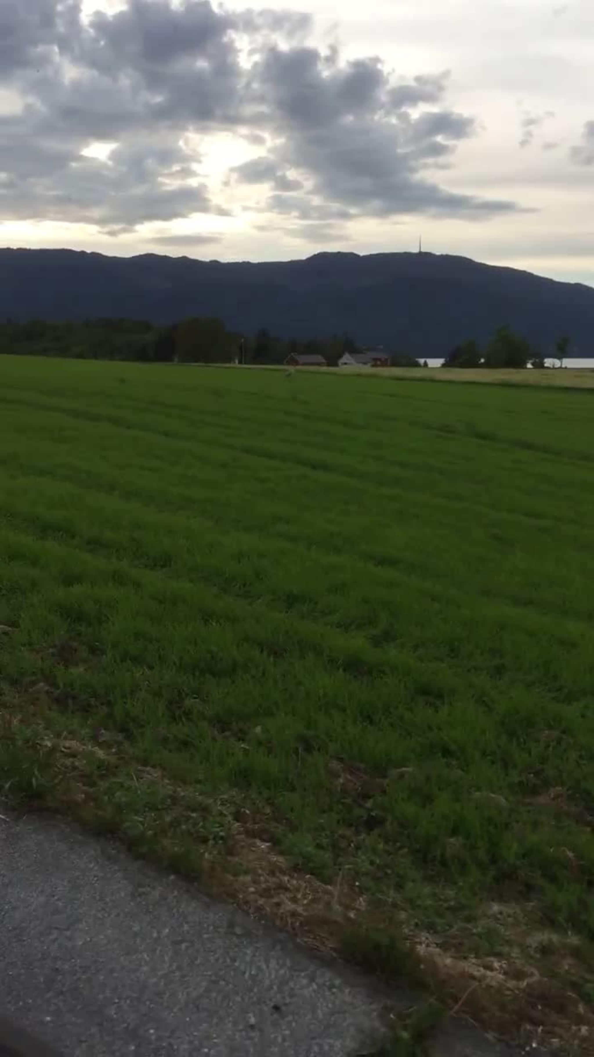 Trane tilbake på Huglo