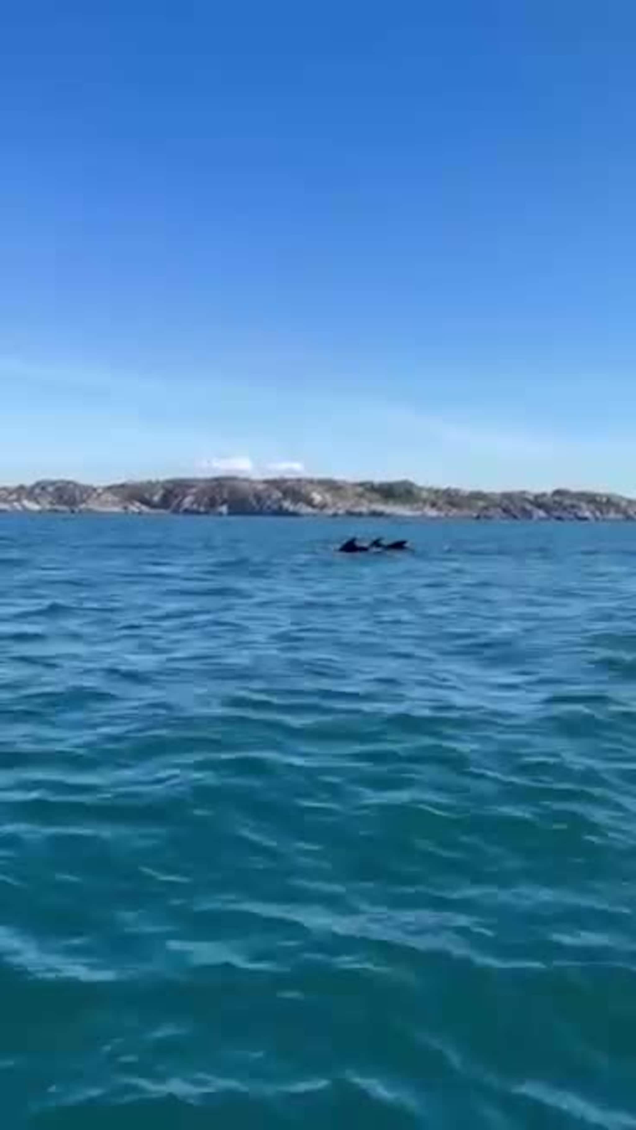 Grindkvalar i Krossfjorden
