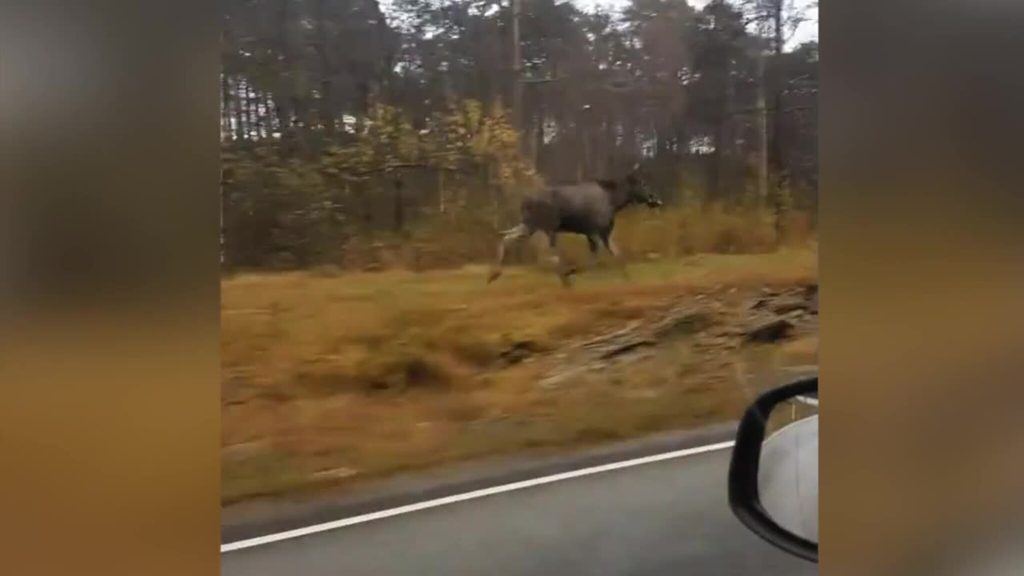 Filma elg (!) på Stord