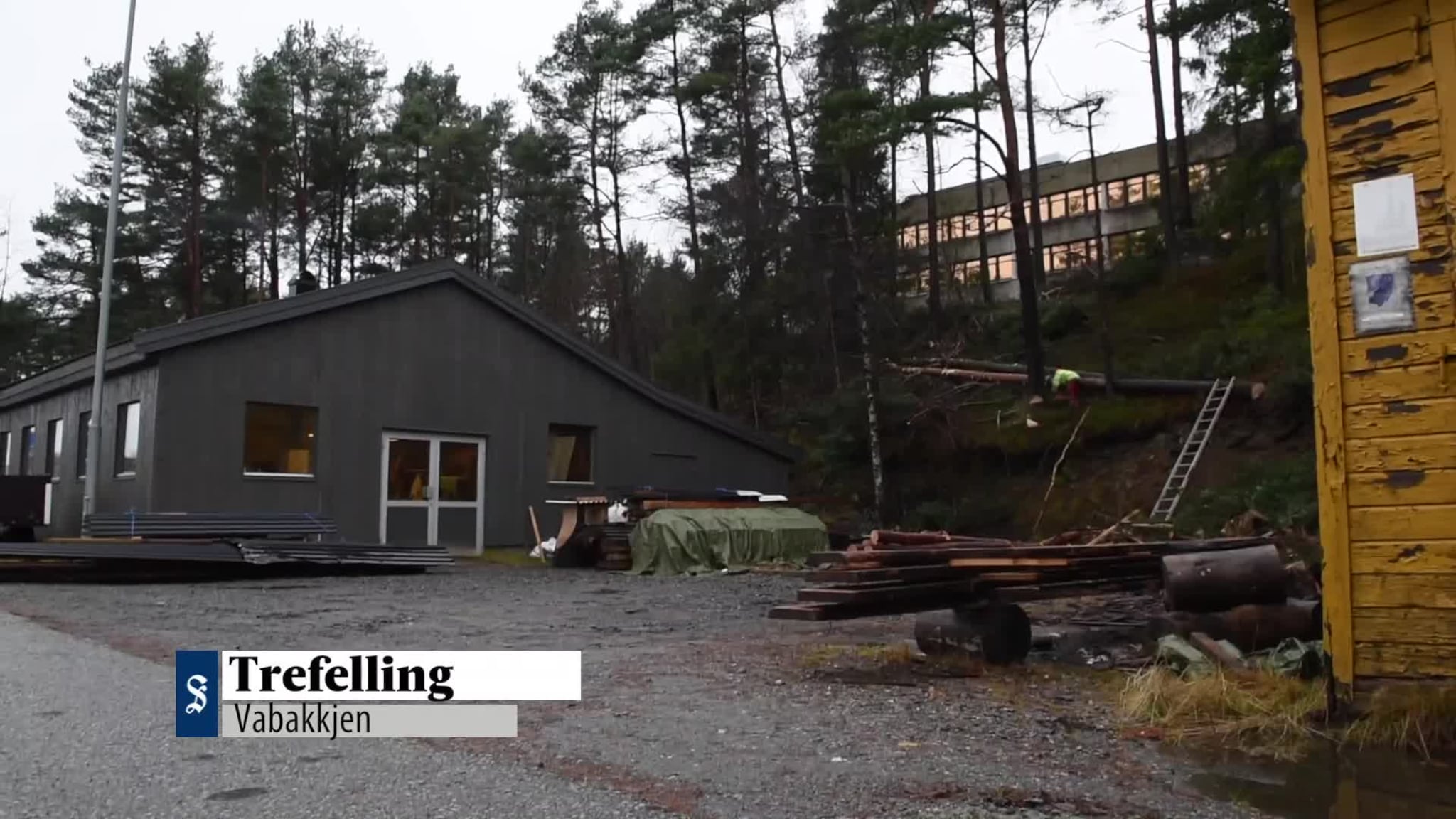 Trefelling på Vikahaugane