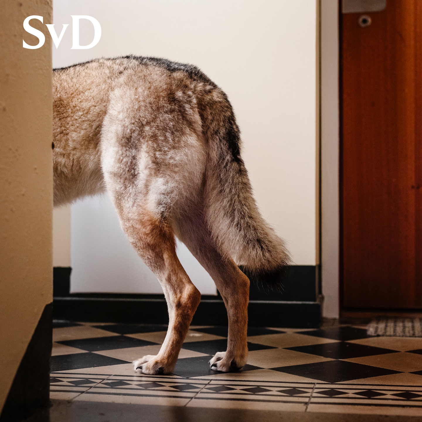 ”Var naiv – trodde aldrig han skulle bli aggressiv” episode artwork