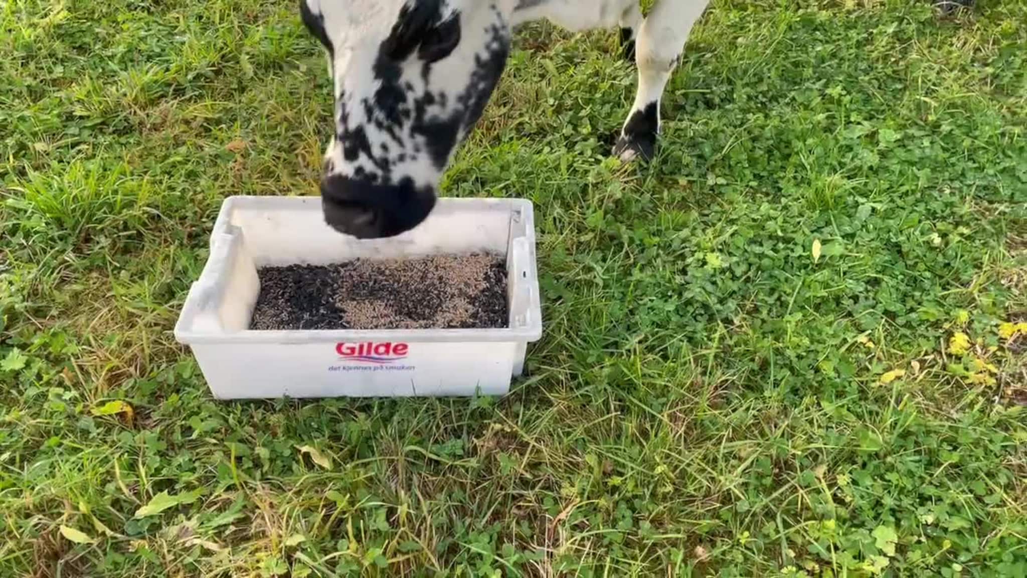 Storfe spiser for å bli kvitt gift